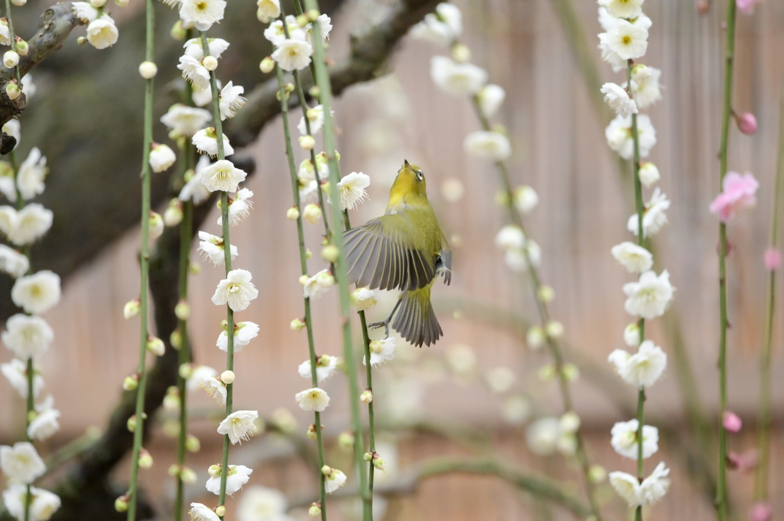Un oiseau jaune volant parmi des fleurs blanches