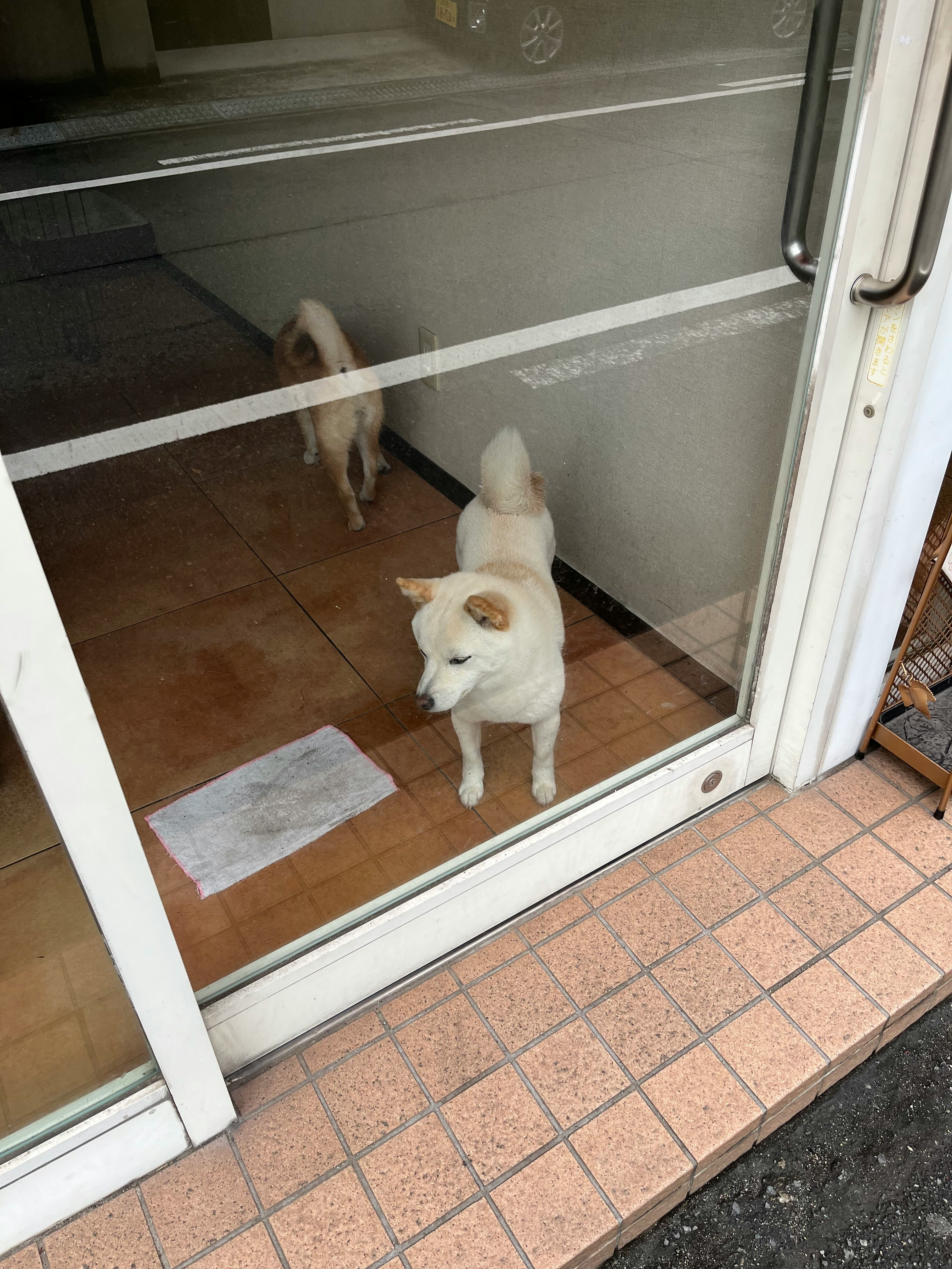 前門門口的狗