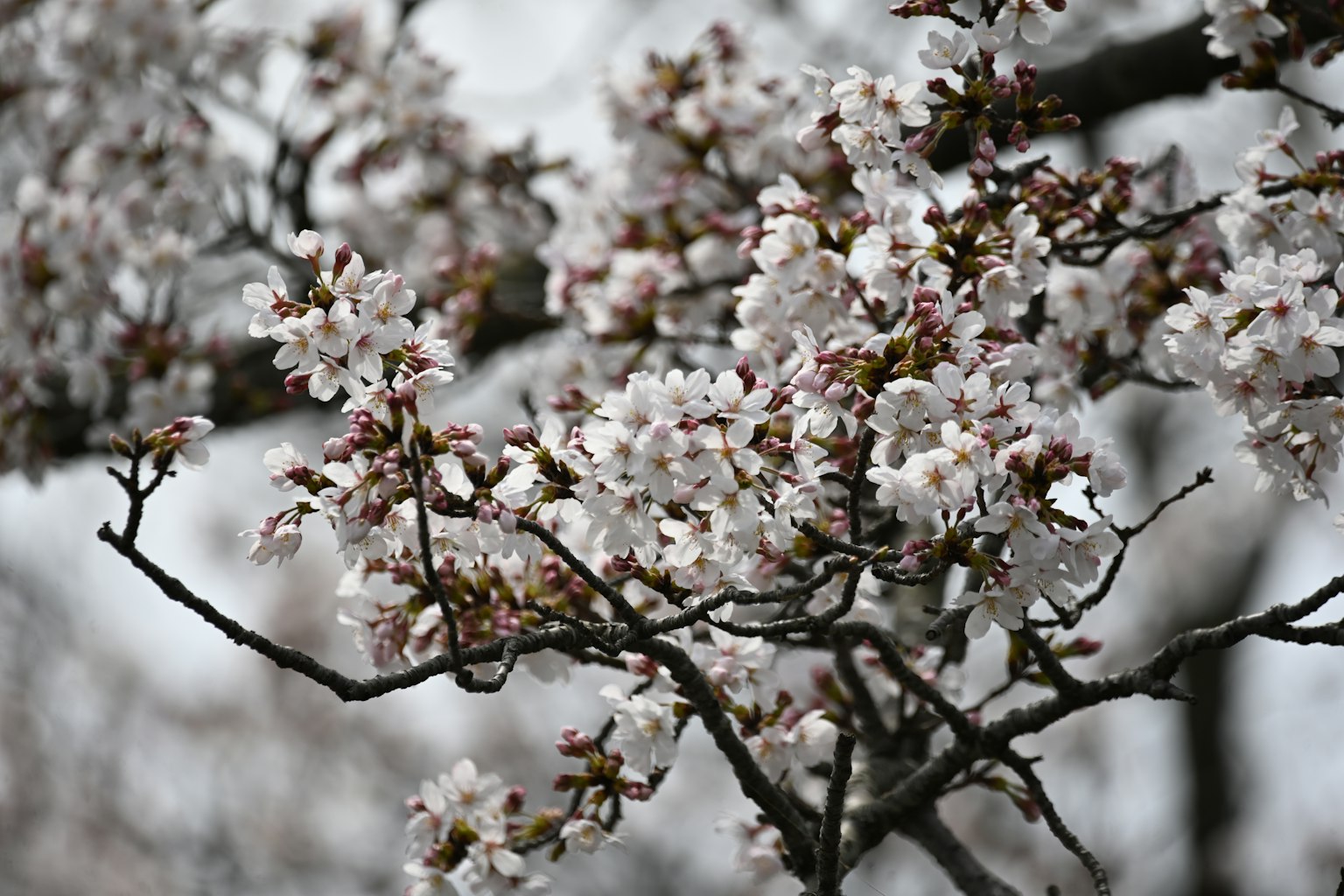 Close-up of cherry blossom branches in bloom