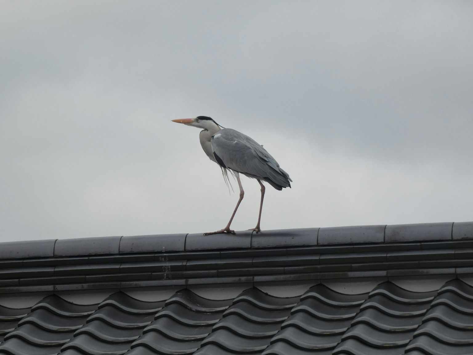 Gray heron standing on a rooftop