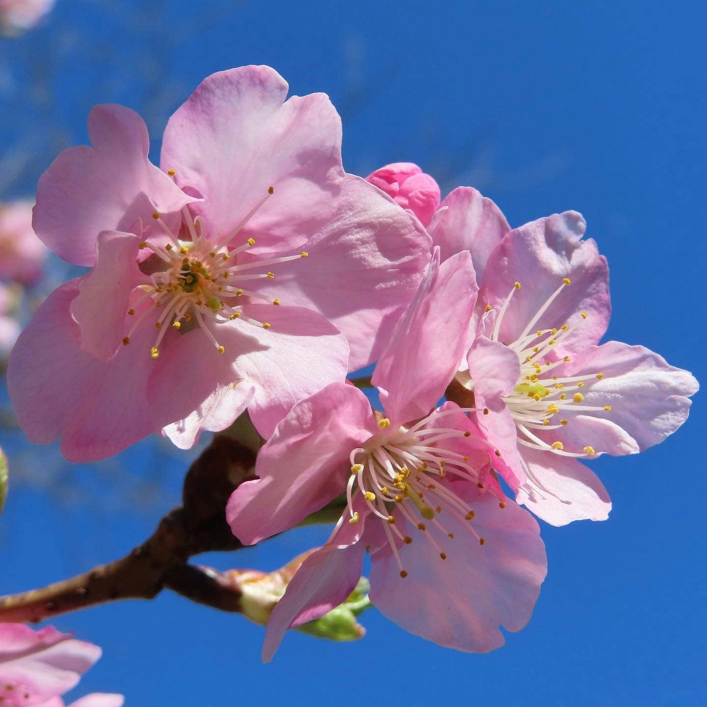 푸른 하늘 아래 핀 벚꽃 클로즈업