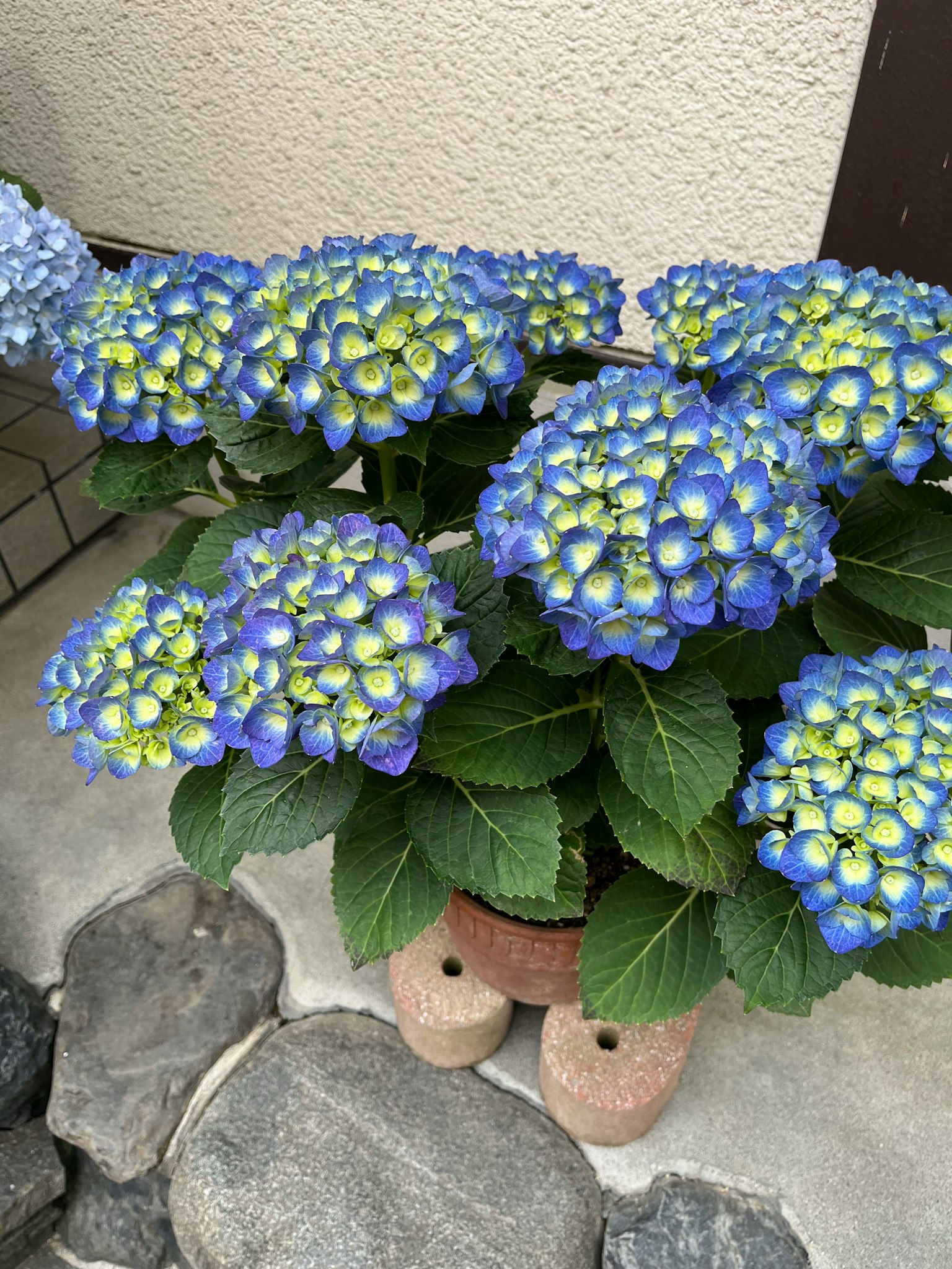 带有蓝色和绿色花朵的盆栽绣球花植物