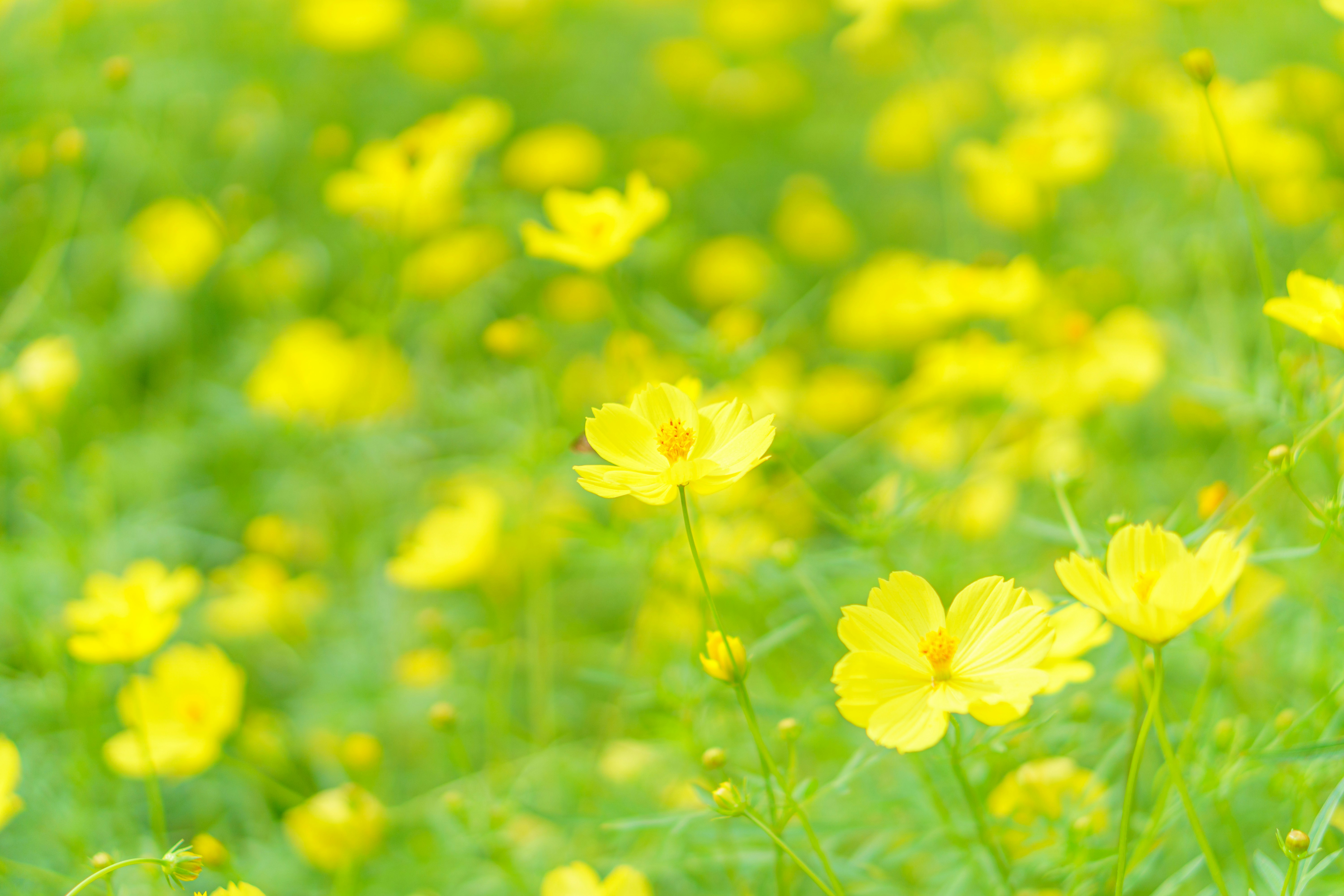黄色い花が広がる草地の花畑