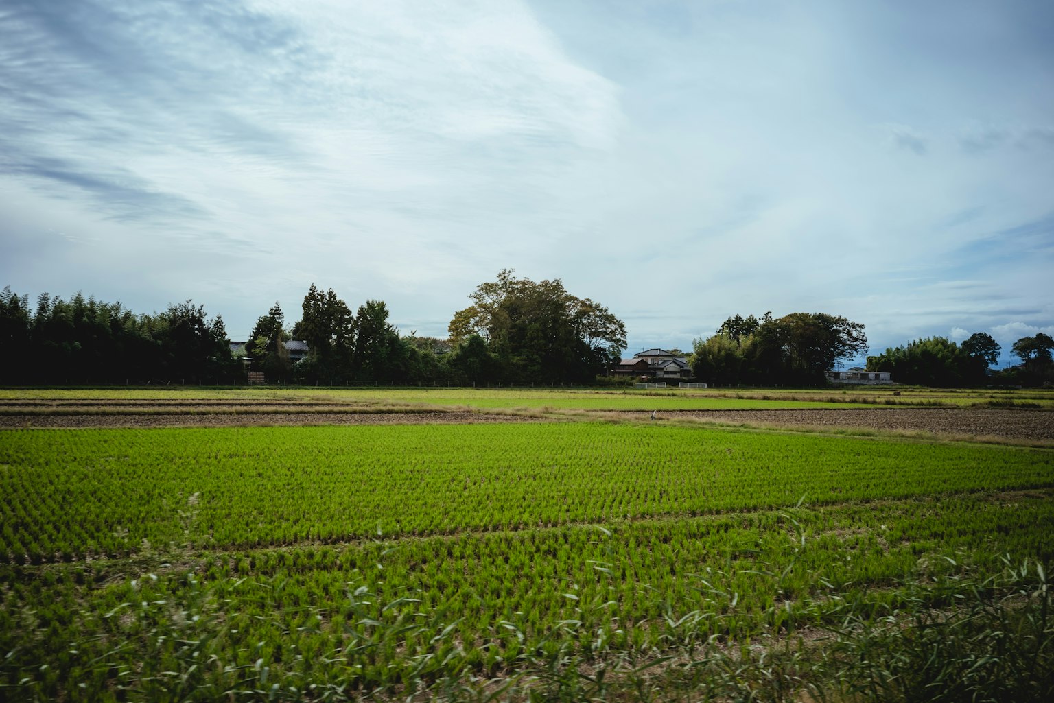 Campo di riso verde rigoglioso sotto un cielo sereno