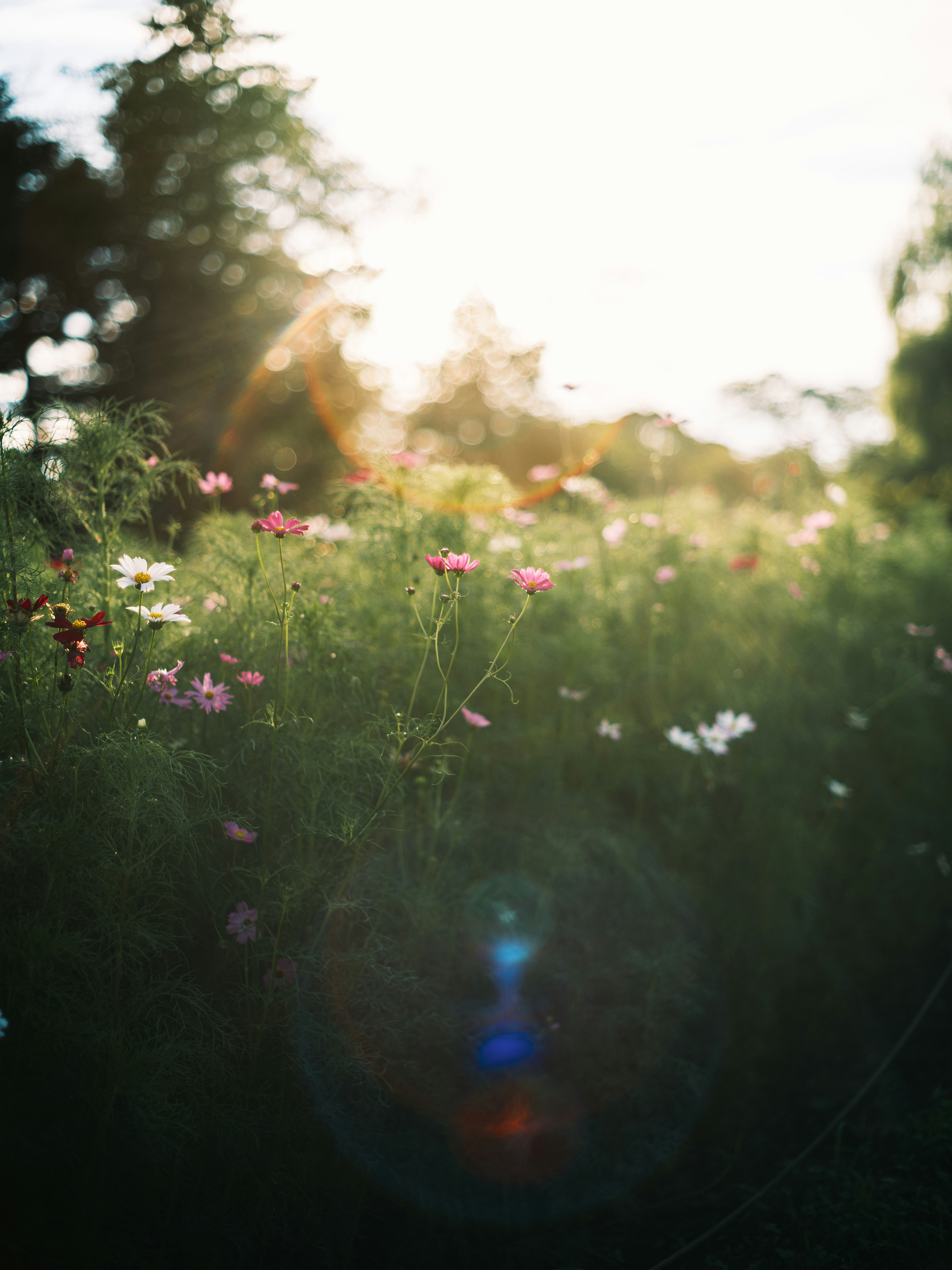 夕日に照らされた花畑のピンクの花と草むら