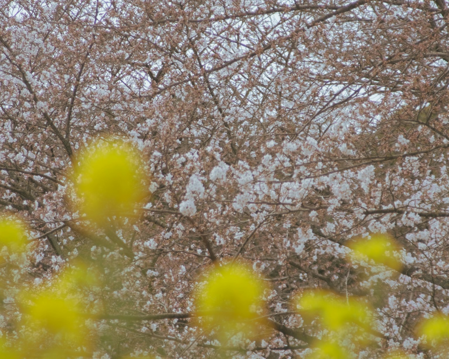 Escena de primavera con cerezos en flor y flores amarillas