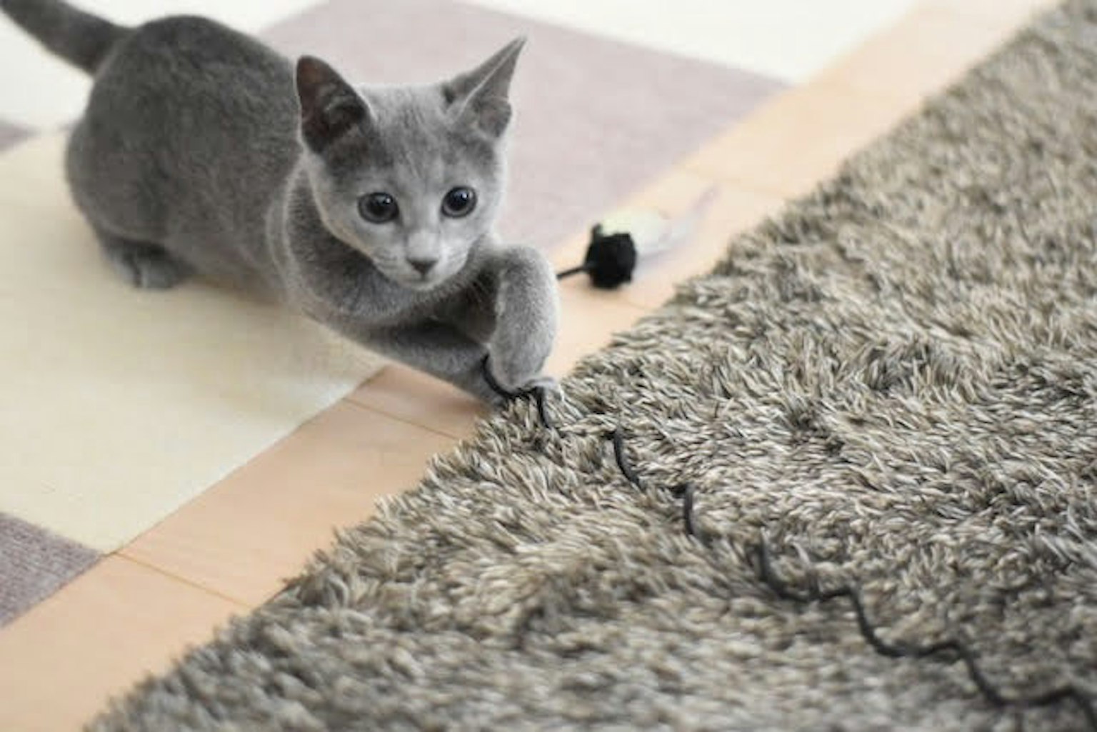 Gatito gris tirando de un cable en una alfombra
