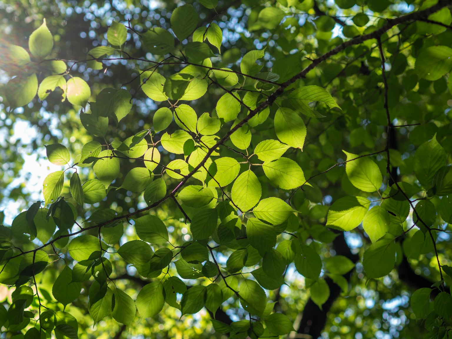 Helle grüne Blätter, die im Sonnenlicht leuchten