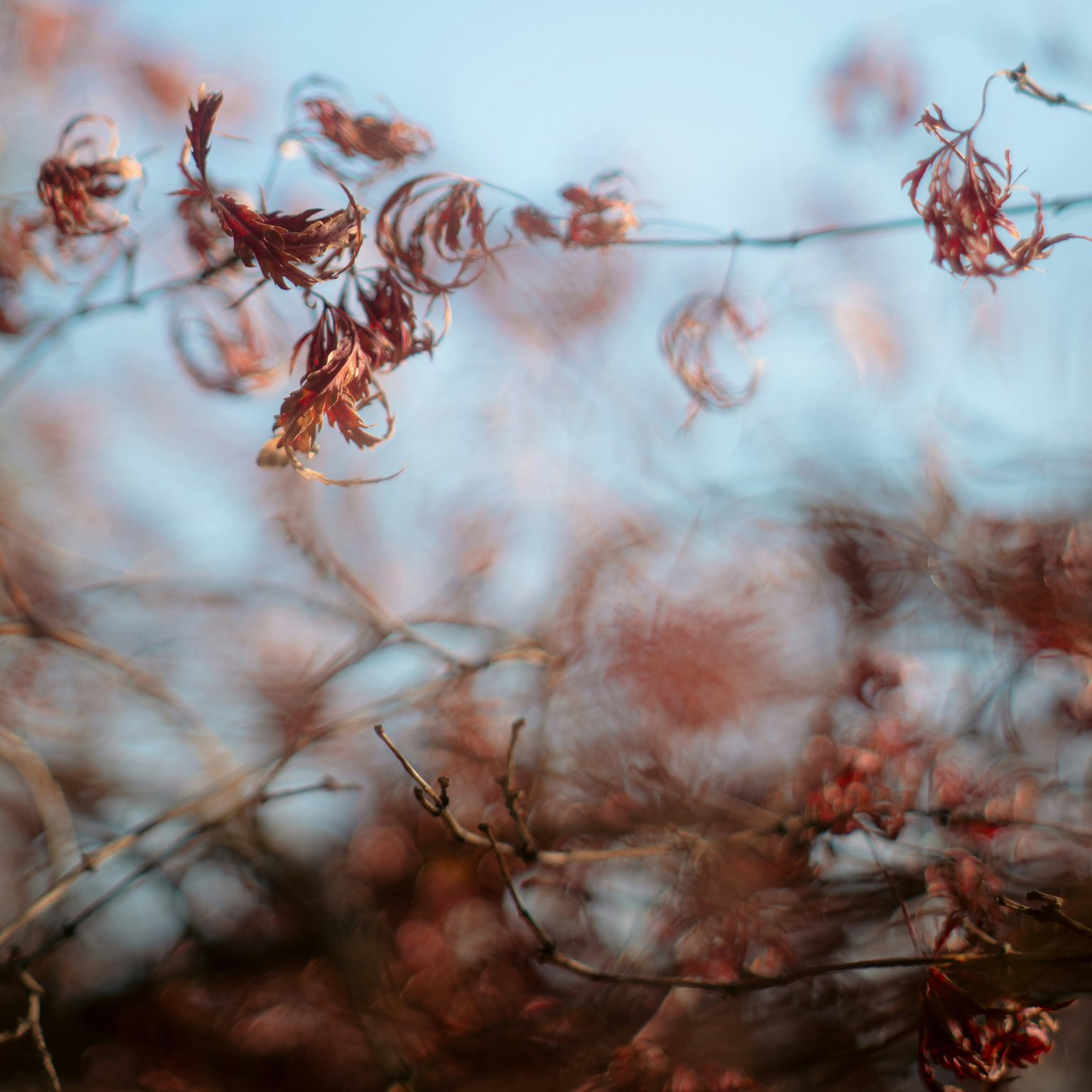 Zarte rote Blätter, die auf dünnen Ästen vor einem sanften blauen Himmel wehen