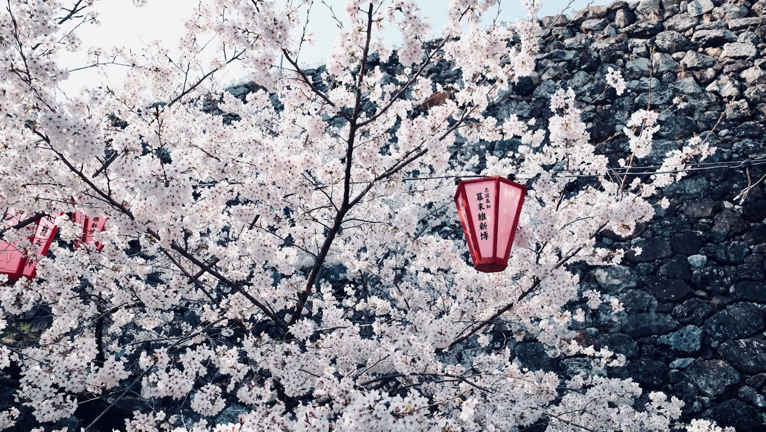 ทิวทัศน์ที่สวยงามมีซากุระและโคมแดง