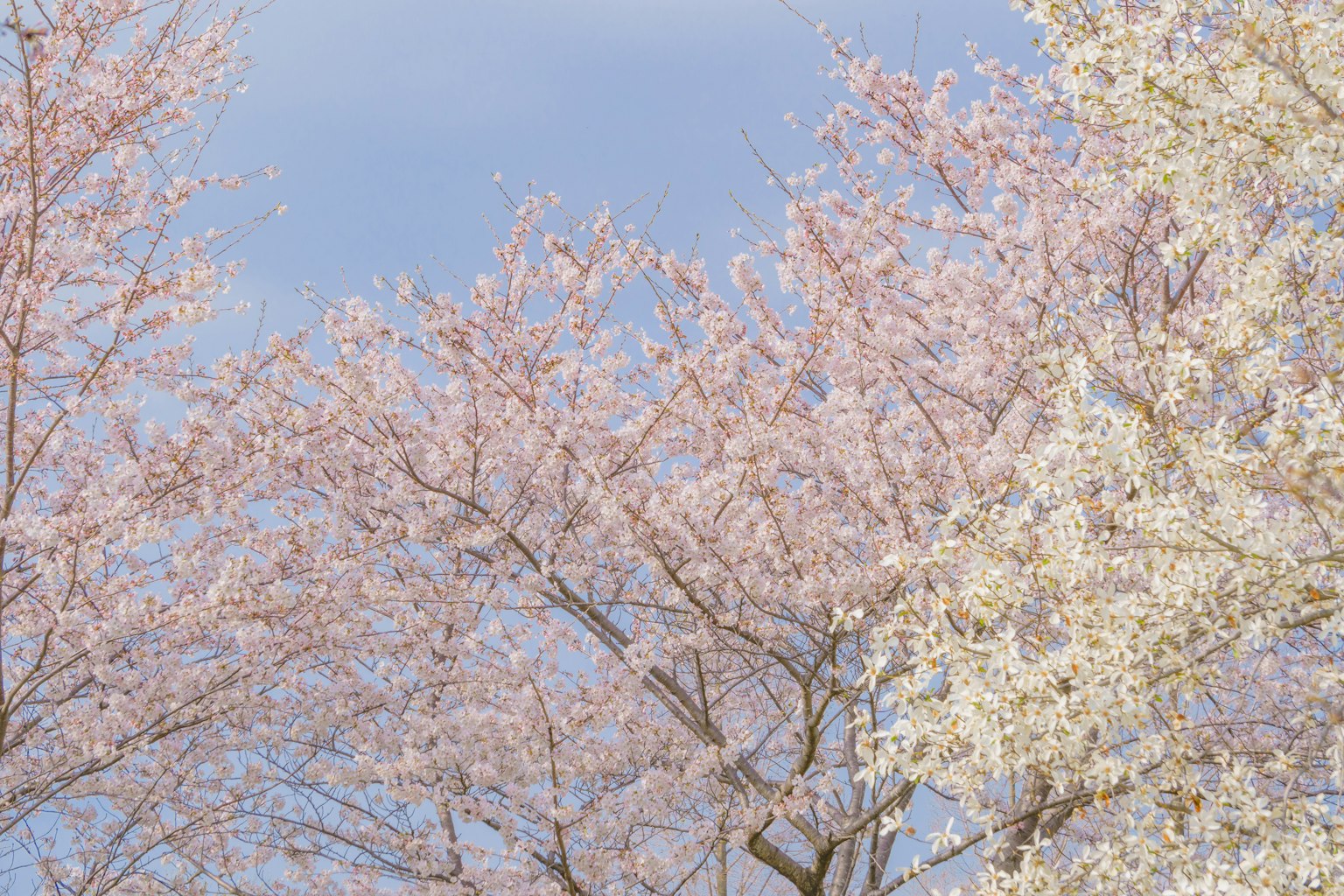 Landschaft mit Kirschblüten und weißen Blumen an Bäumen