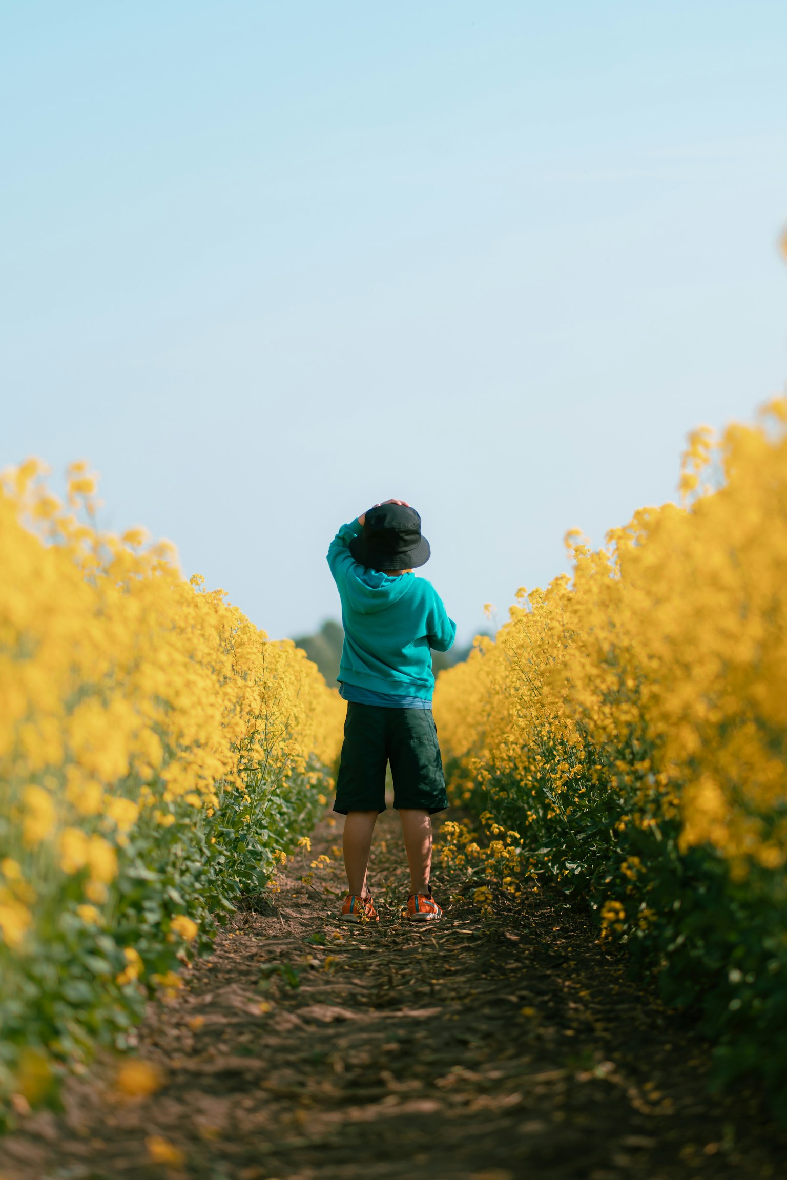 Trẻ em đi trên con đường bao quanh bởi hoa vàng