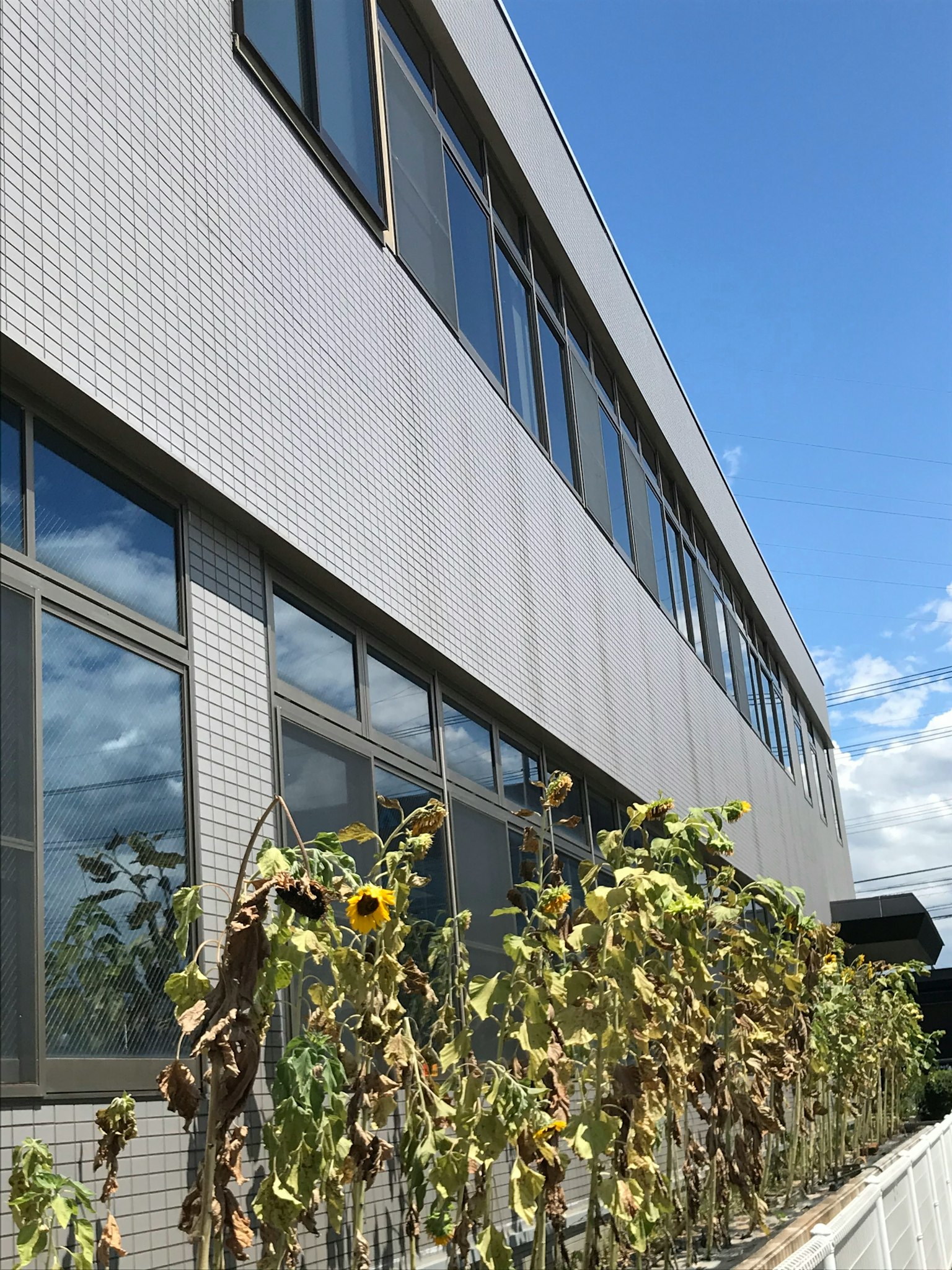 Image montrant le côté d'un bâtiment avec des fenêtres et des tournesols séchés au premier plan