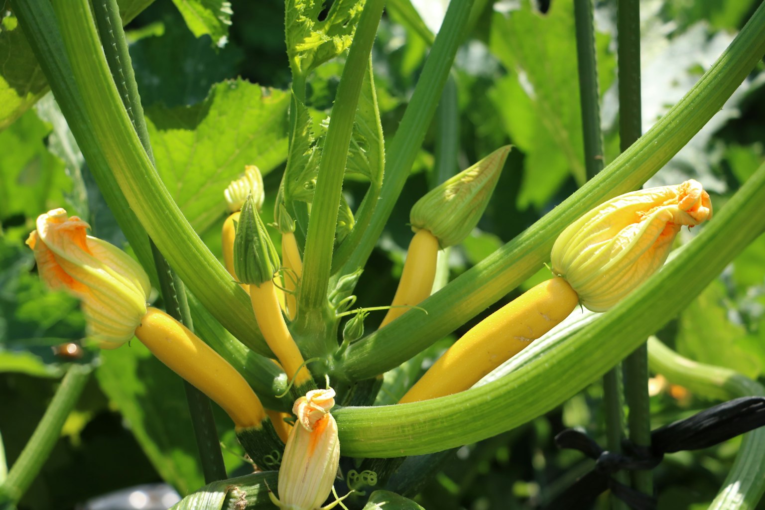 Fiori e frutti di zucchine gialle che crescono sulla pianta