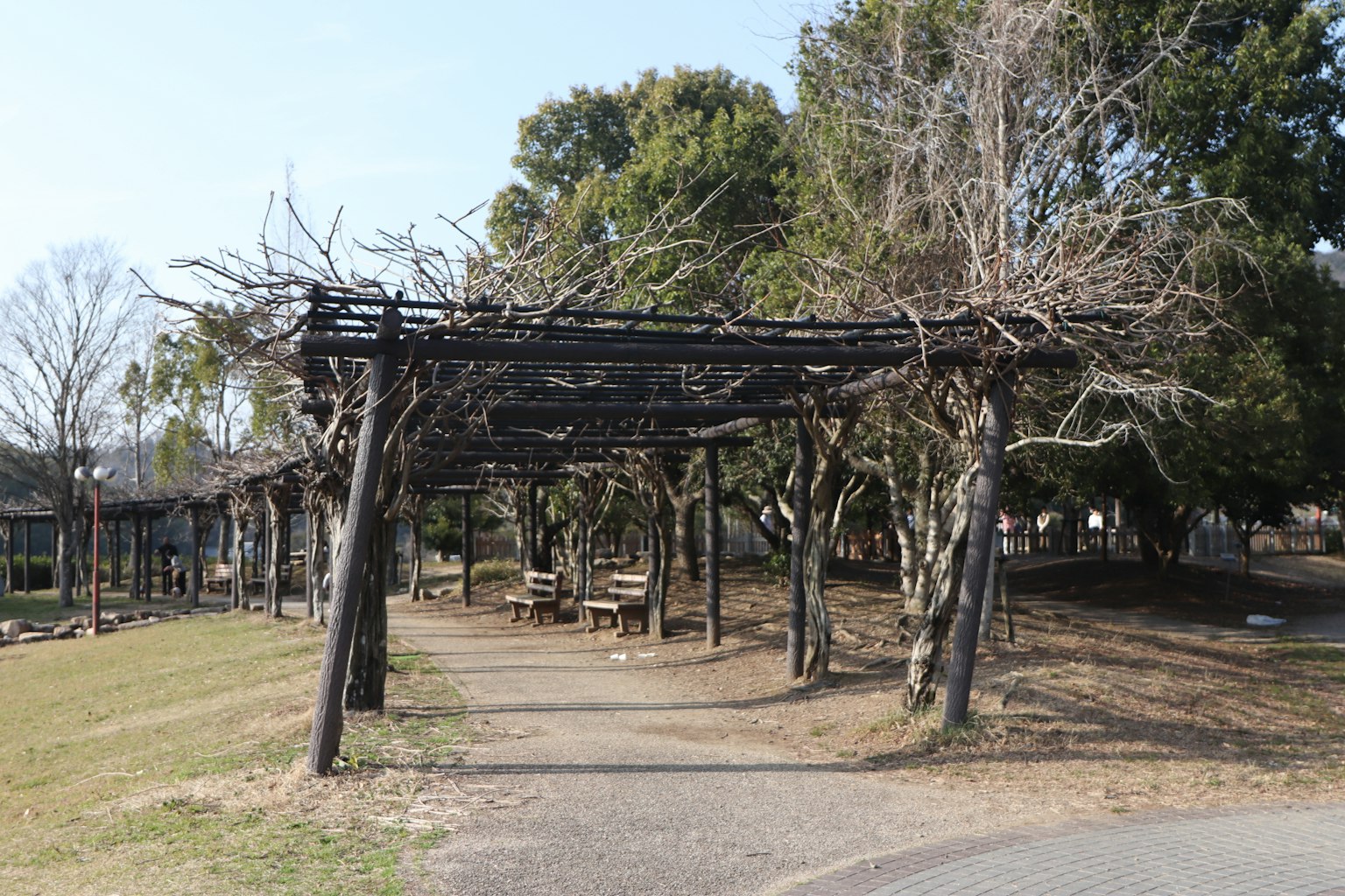 Pergola en bois dans un parc entouré d'arbres