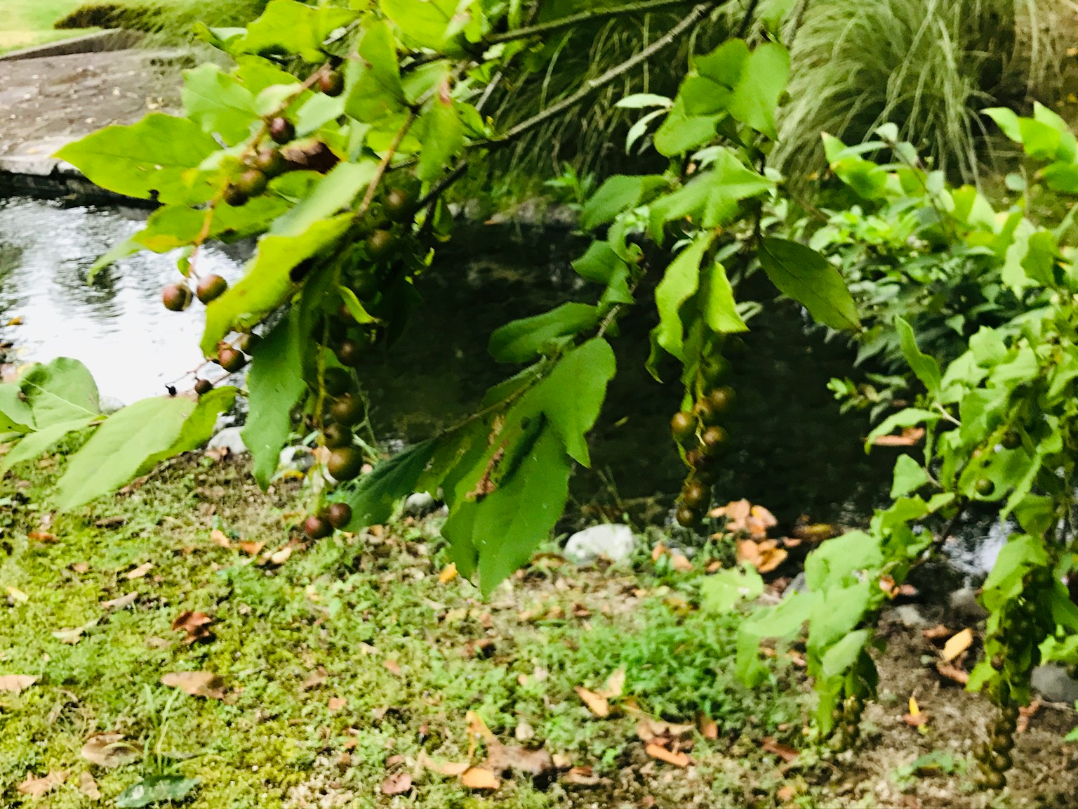 Piante con foglie verdi e frutti vicino a un corpo d'acqua
