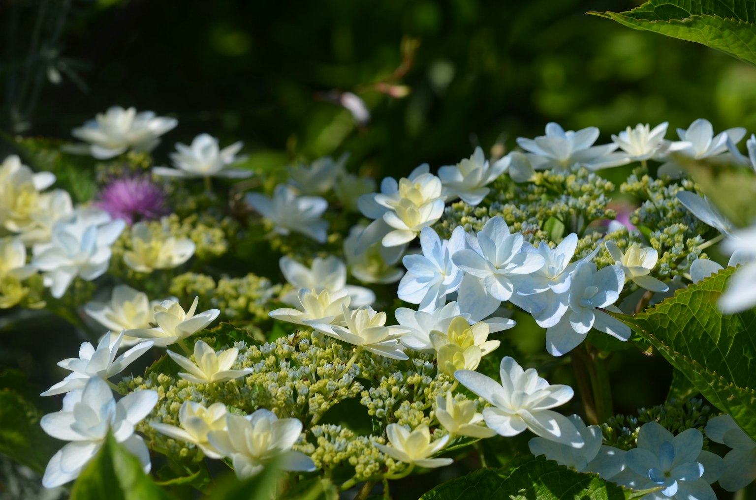 Delicate white and blue flowers surrounded by lush green foliage