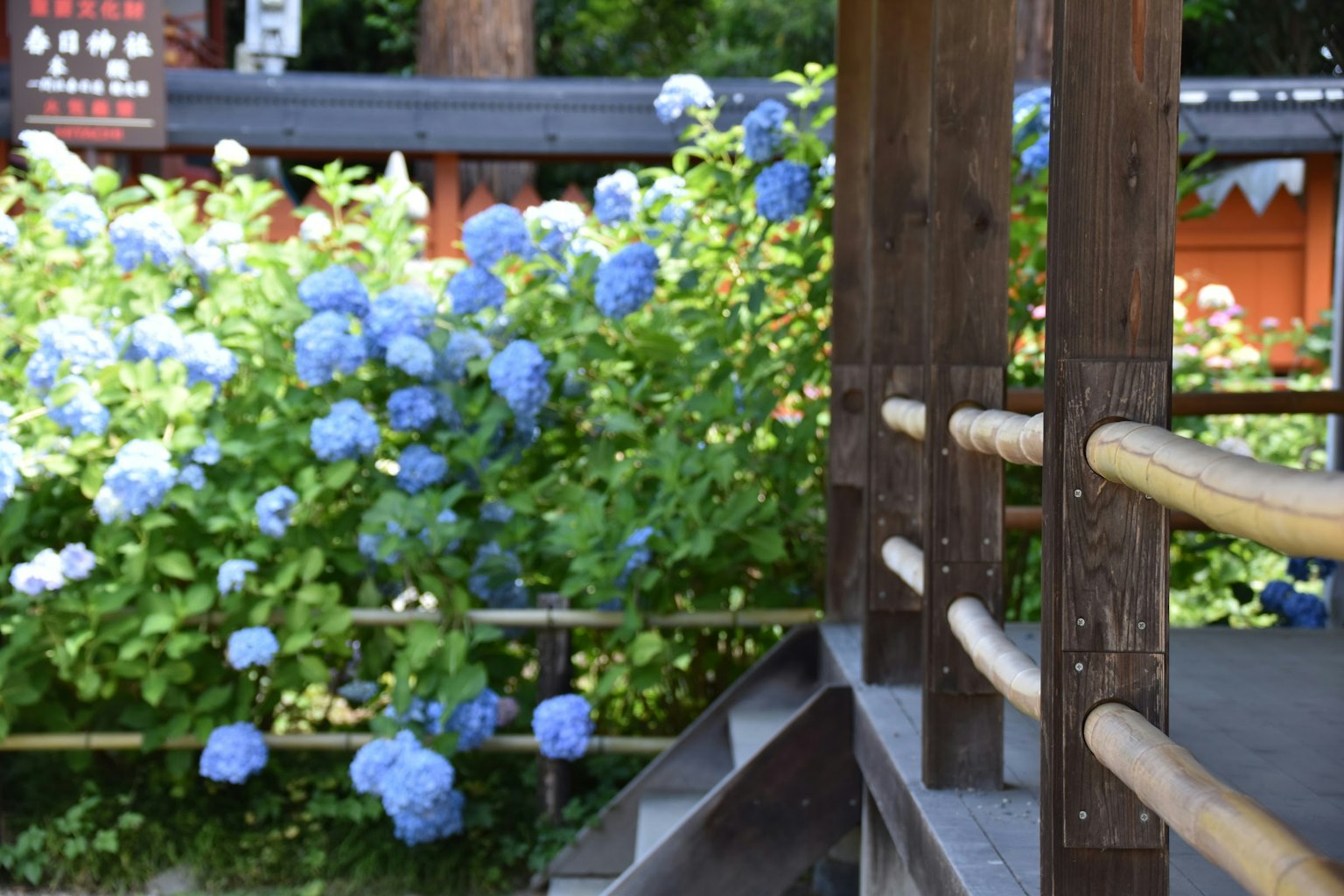Un coin de jardin japonais avec des hortensias bleus en fleurs et une balustrade en bois