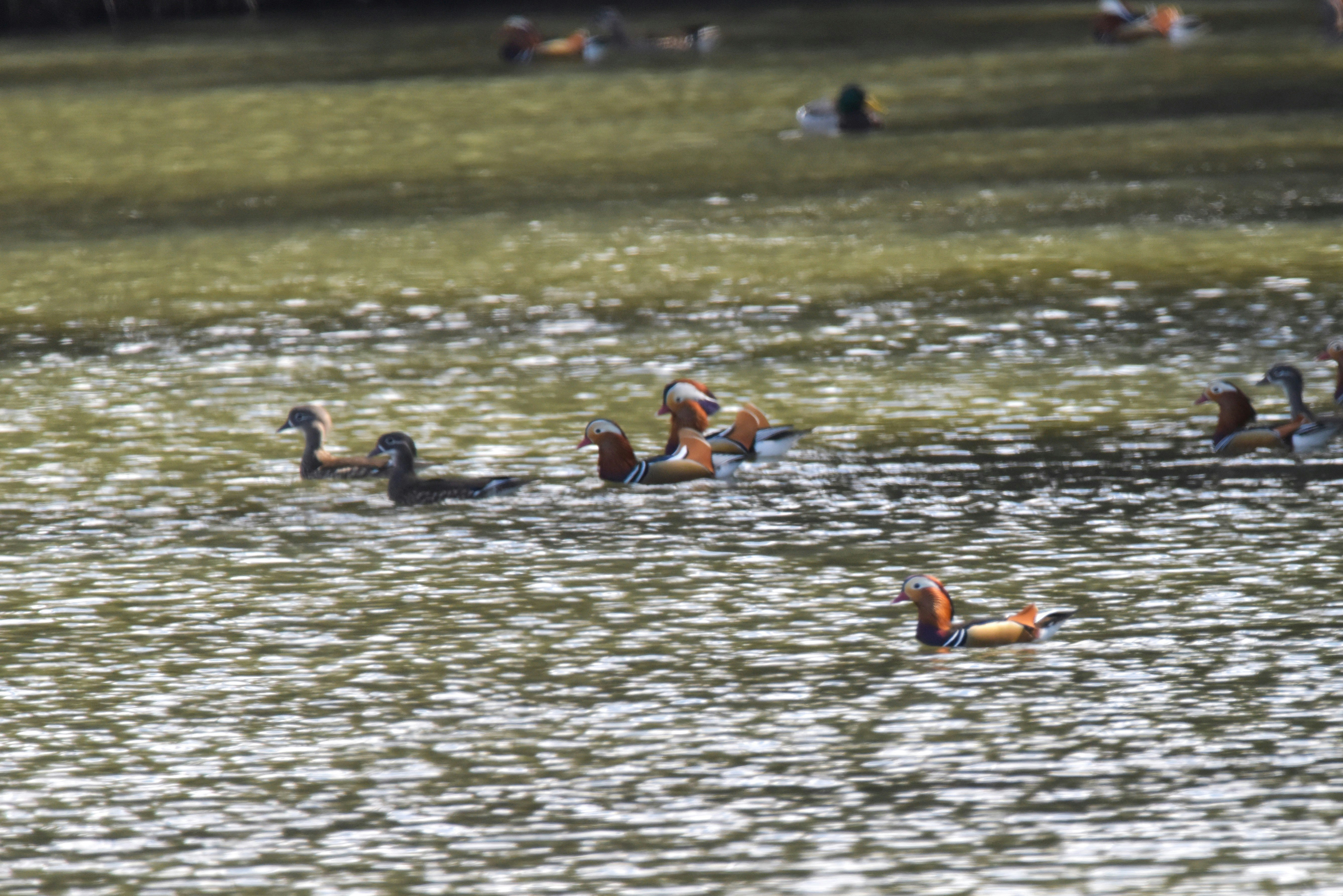 un grupo de patos mandarín nadando en un estanque
