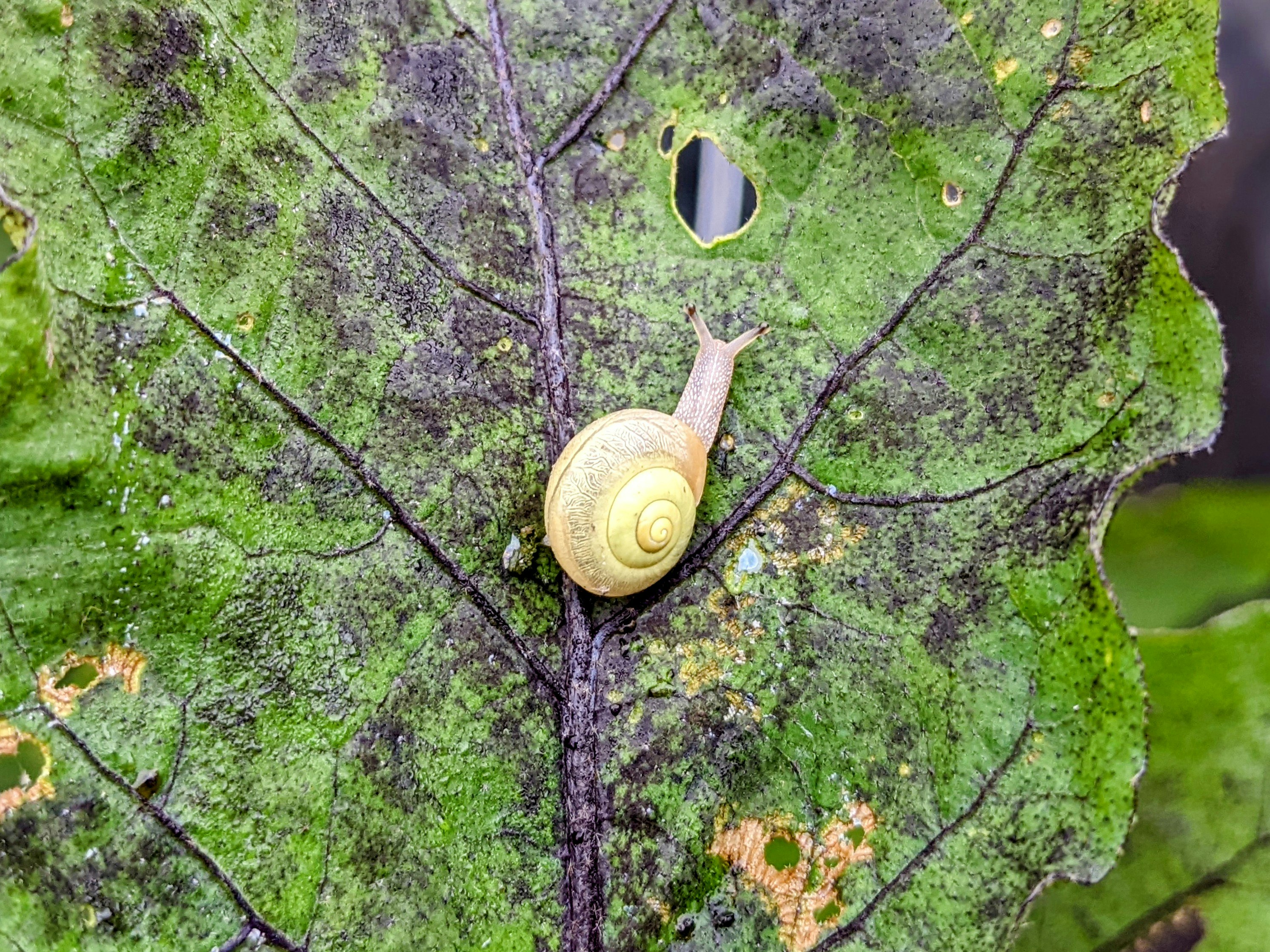 Un escargot rampant sur une feuille dans un jardin naturel
