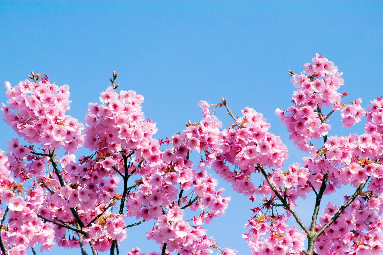Gros plan sur des fleurs de cerisier roses contre un ciel bleu