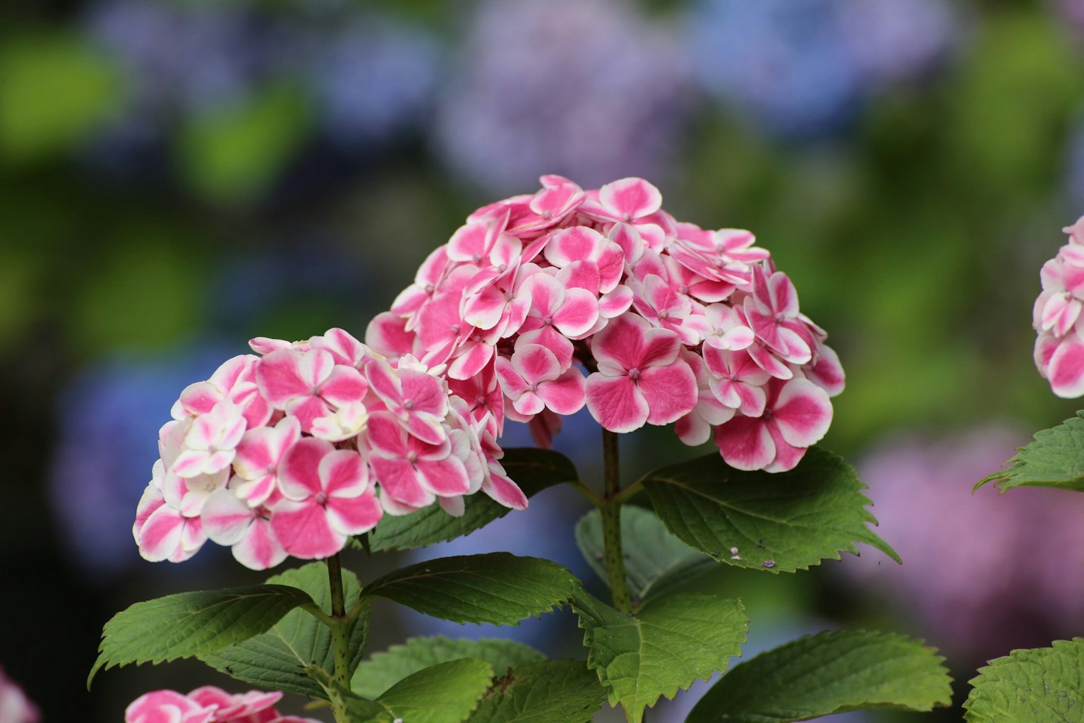 Fleurs d'hortensia roses en fleurs