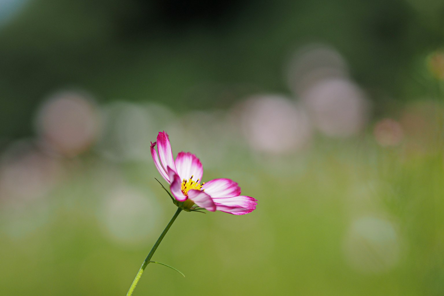 Single pink and white flower with blurred green background