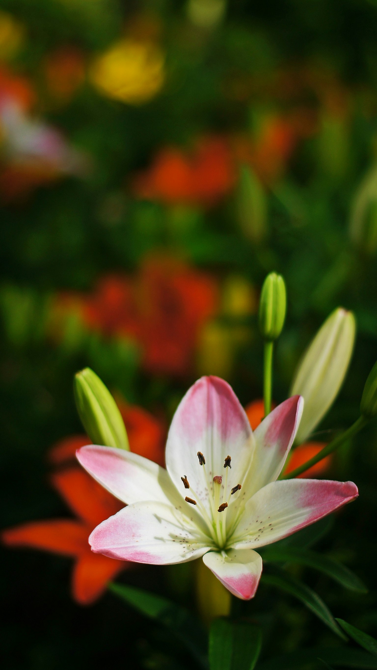 Primer plano de una flor de lirio blanca y rosa con hojas verdes de fondo