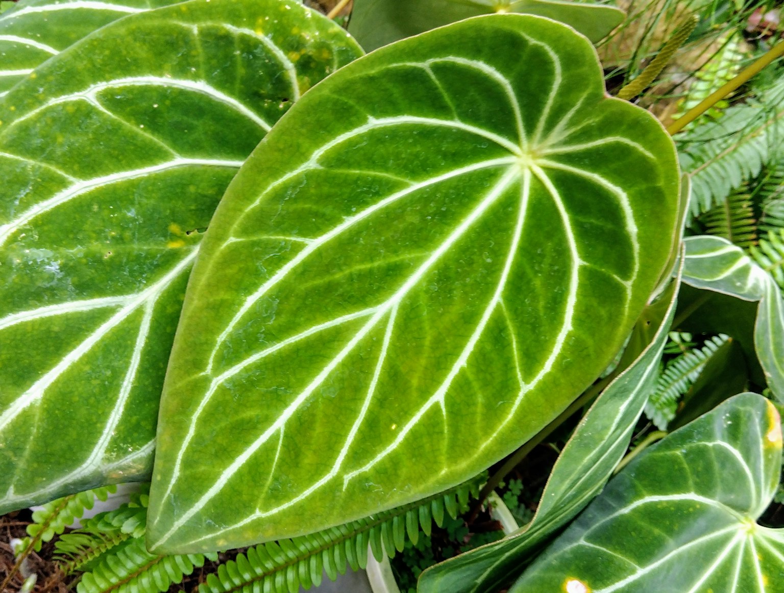 Green leaves with prominent white veins of an Anthurium plant