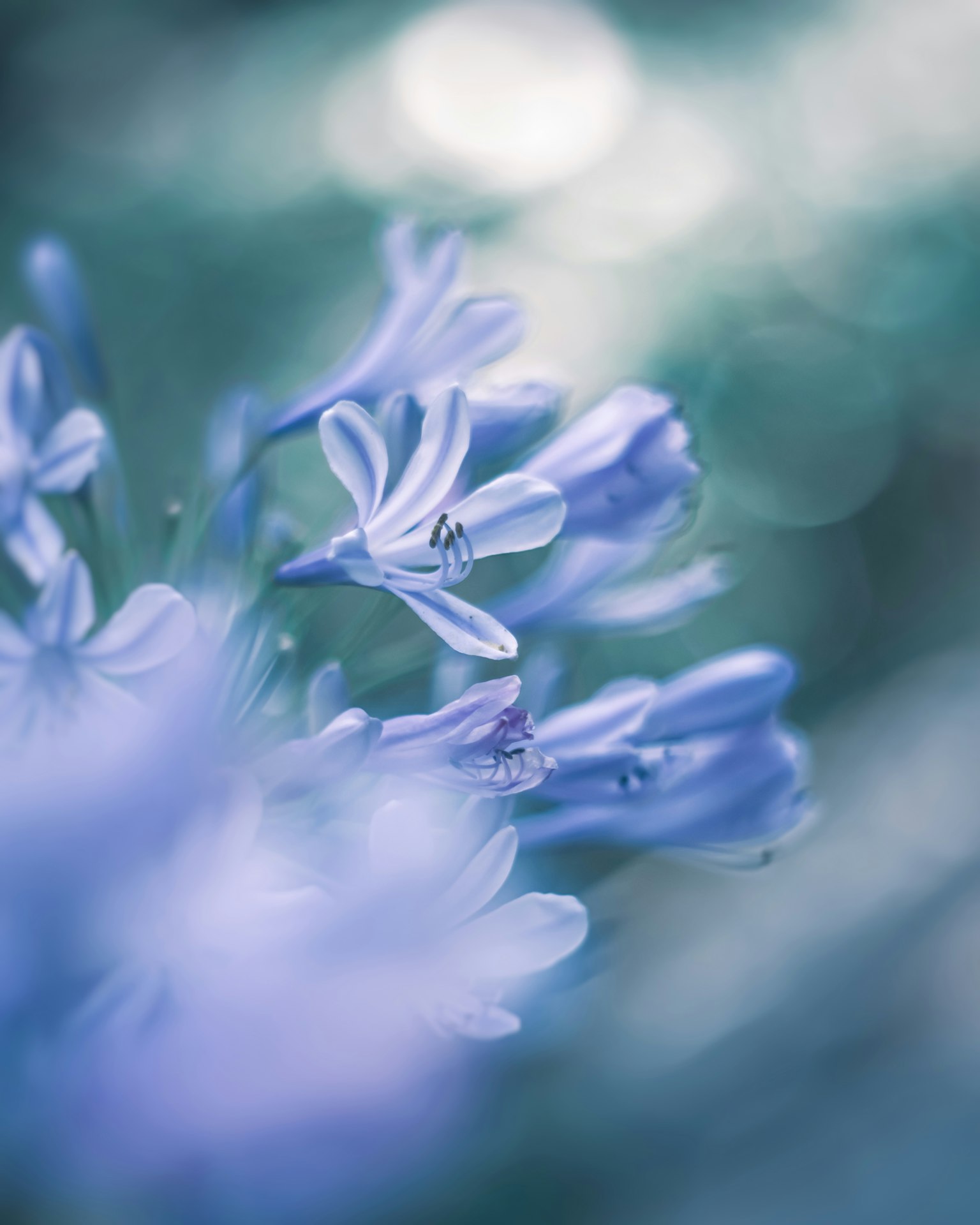Hermosa imagen de flores azules suaves contra un fondo borroso