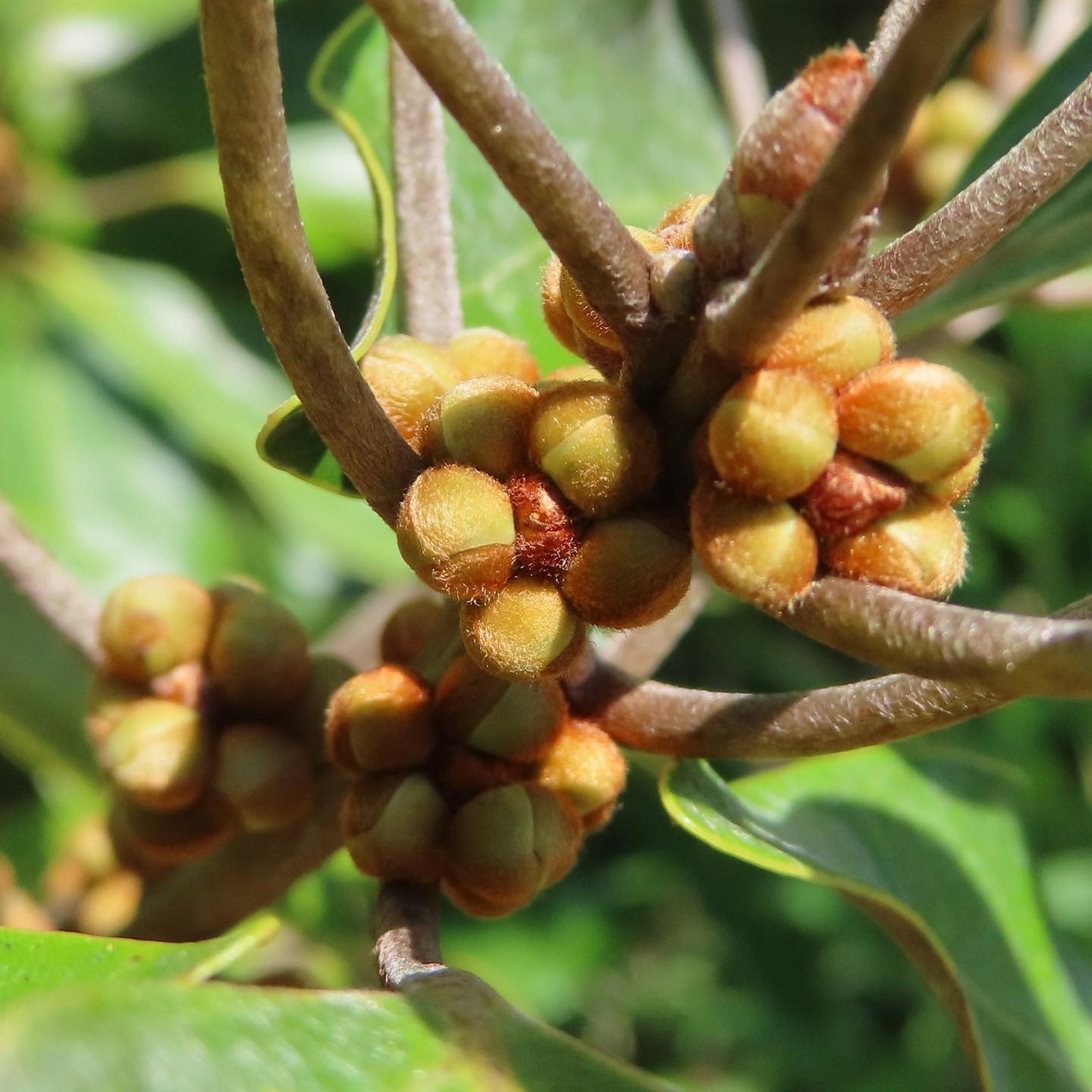 Nahaufnahme von gelben Fruchtknospen zwischen grünen Blättern