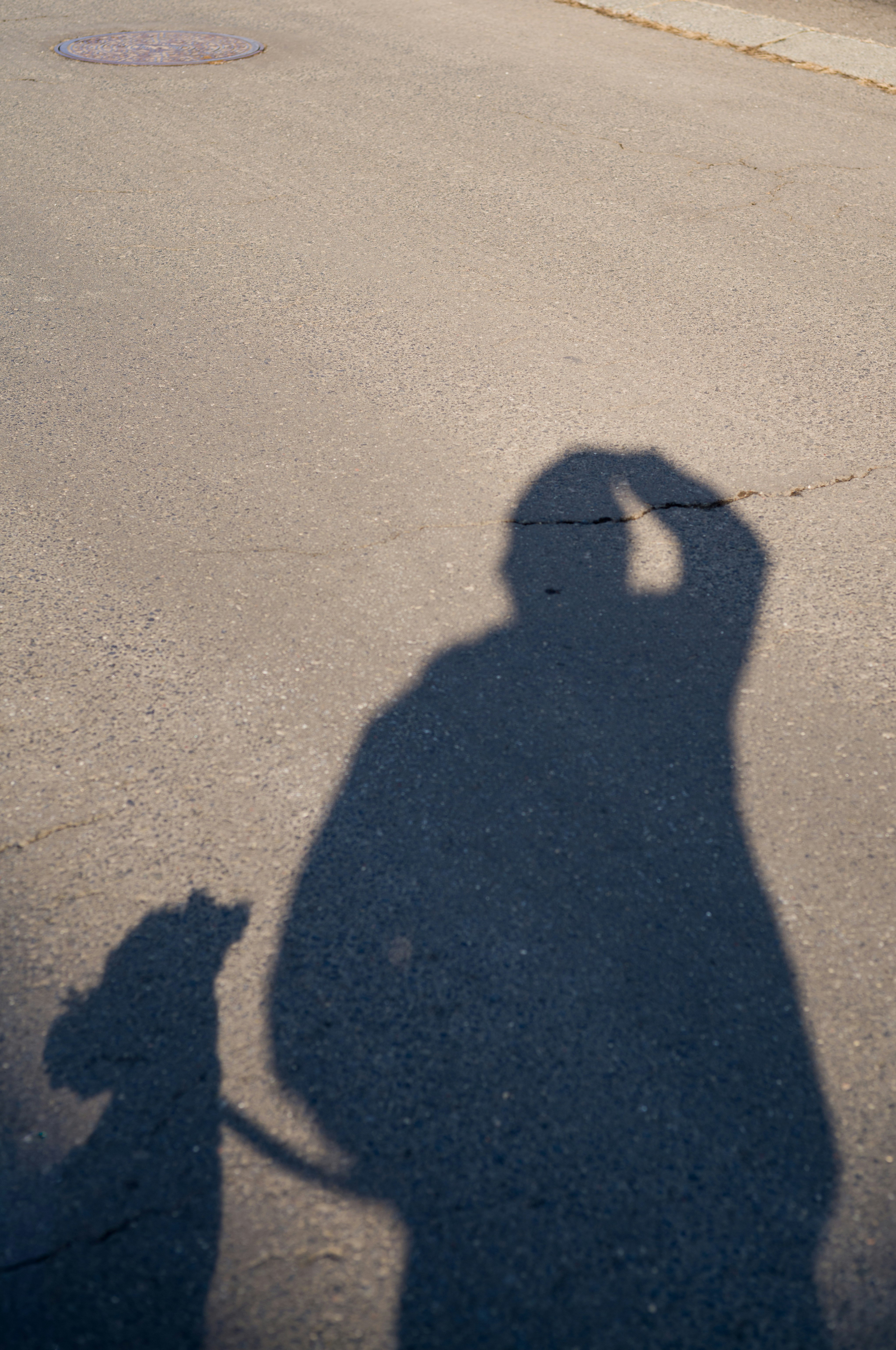 影の中に犬と散歩する人のシルエット