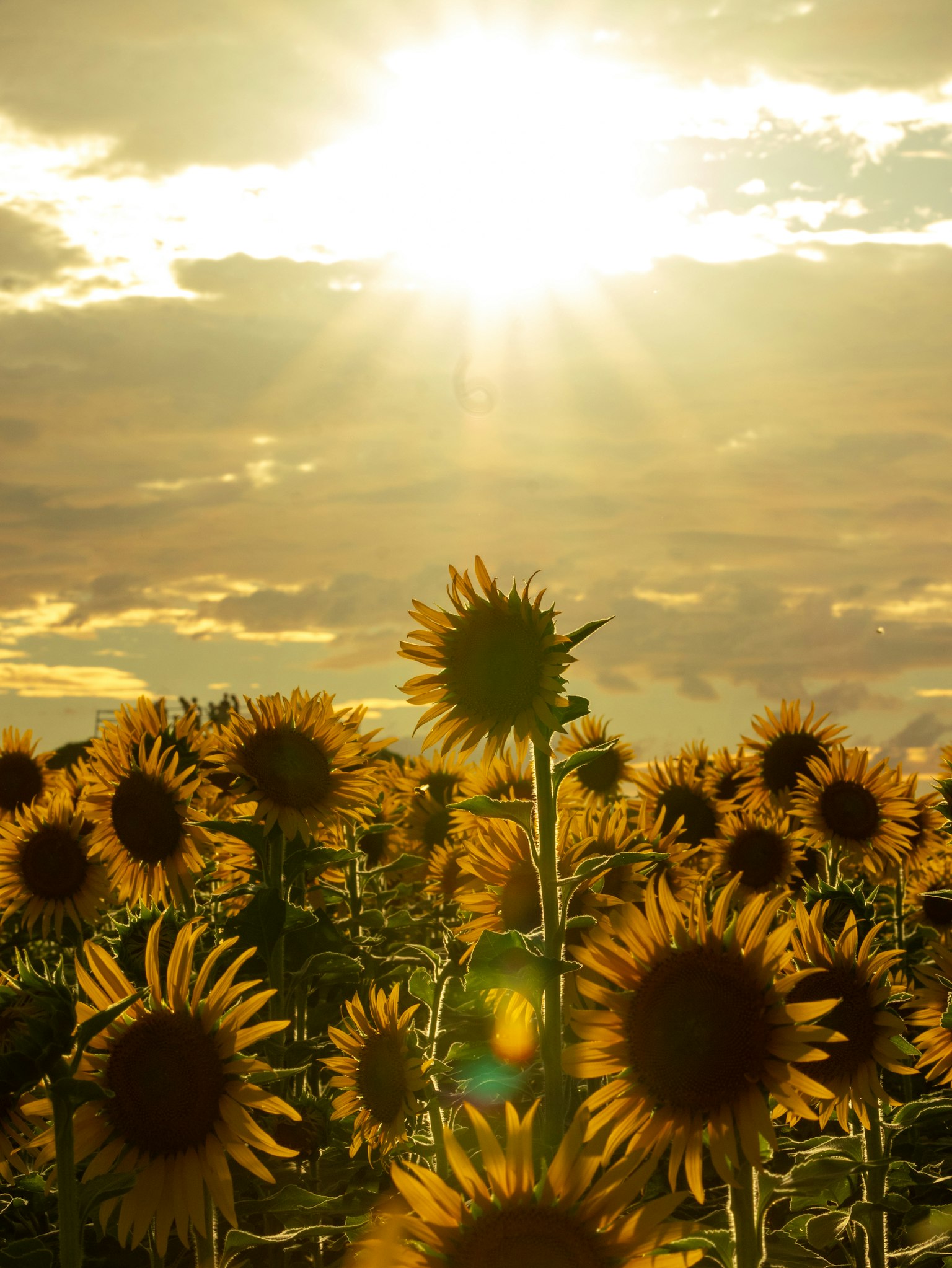 Campo di girasoli sotto un sole luminoso con nuvole drammatiche
