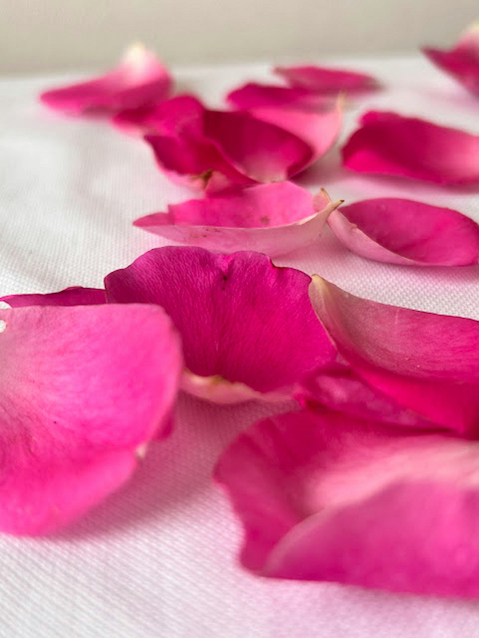 Petal mawar merah muda yang tersebar di atas kain putih