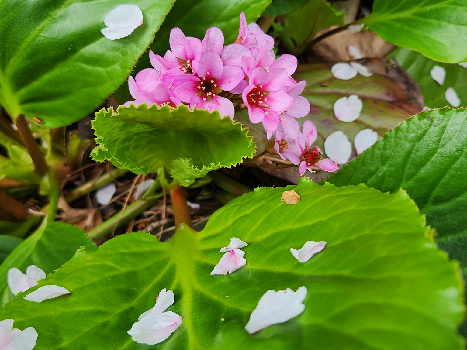 粉色花朵在绿叶之间盛开，伴有落下的花瓣