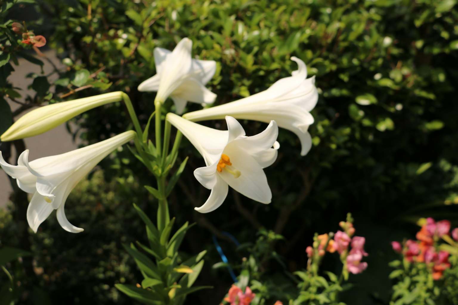 Lys blancs fleurissant dans un jardin