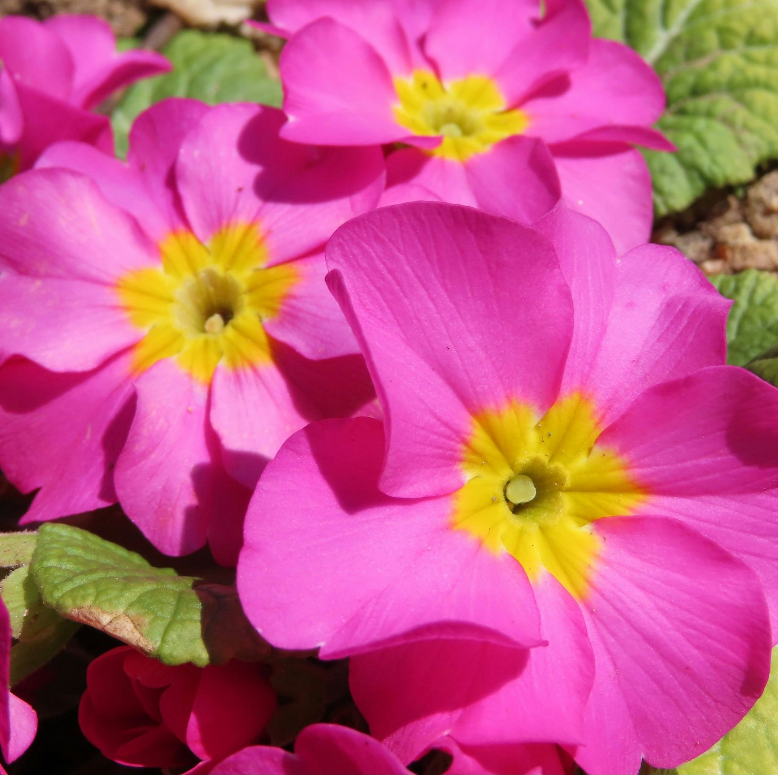Bunga primrose pink cerah dengan pusat kuning