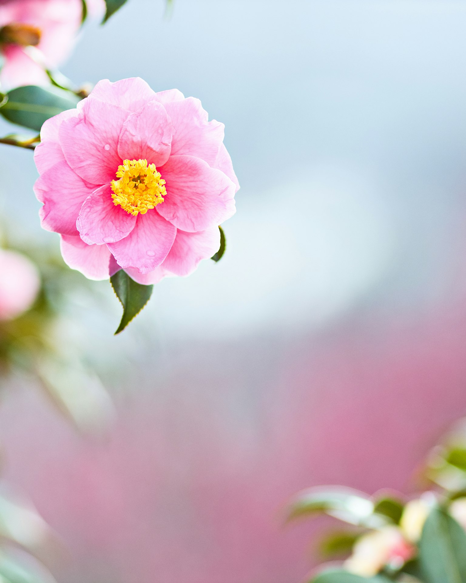 Hoa trà Nhật màu hồng rực rỡ với nhị vàng trên nền mềm mại