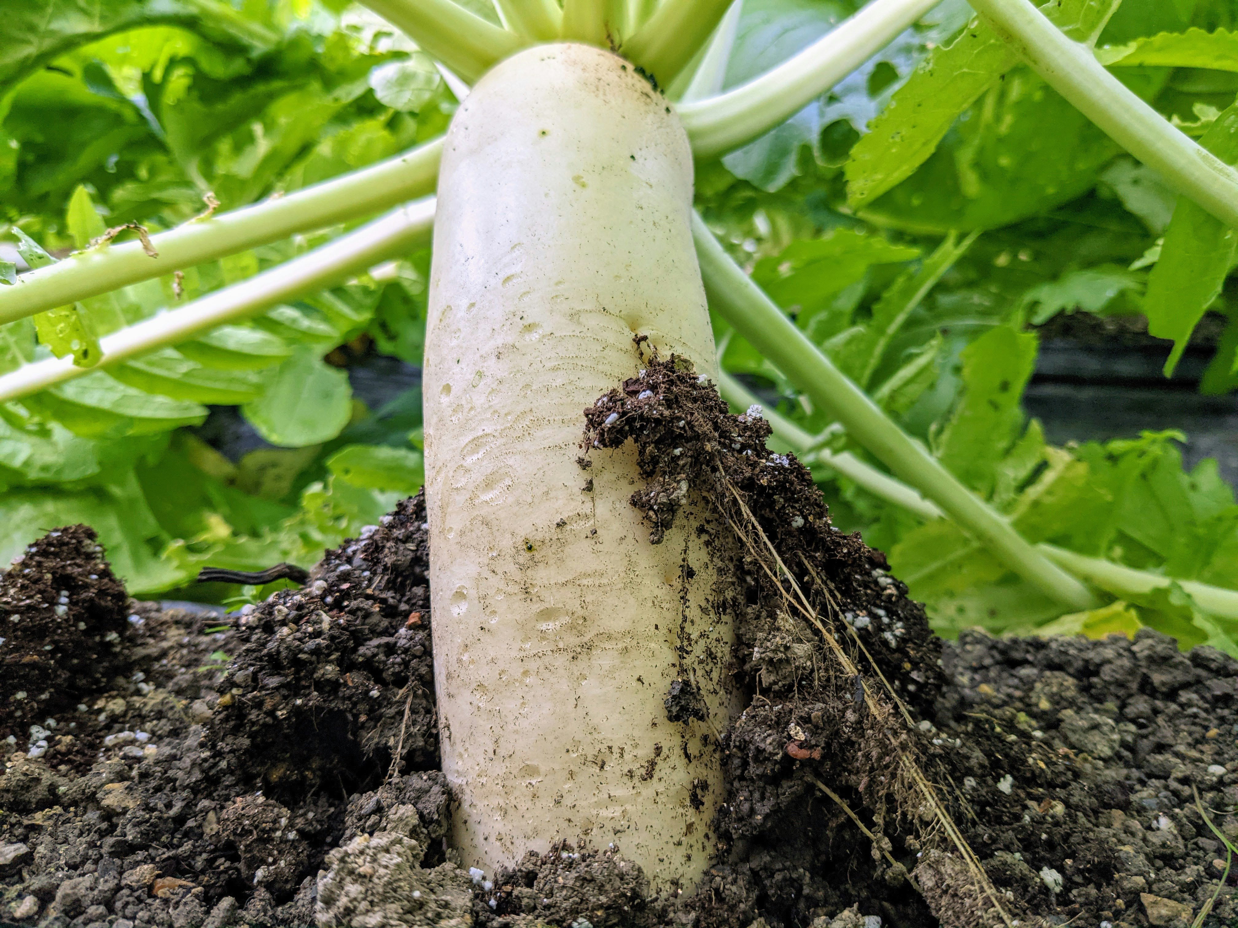gros radis daikon poussant dans la terre du jardin avec ses feuilles