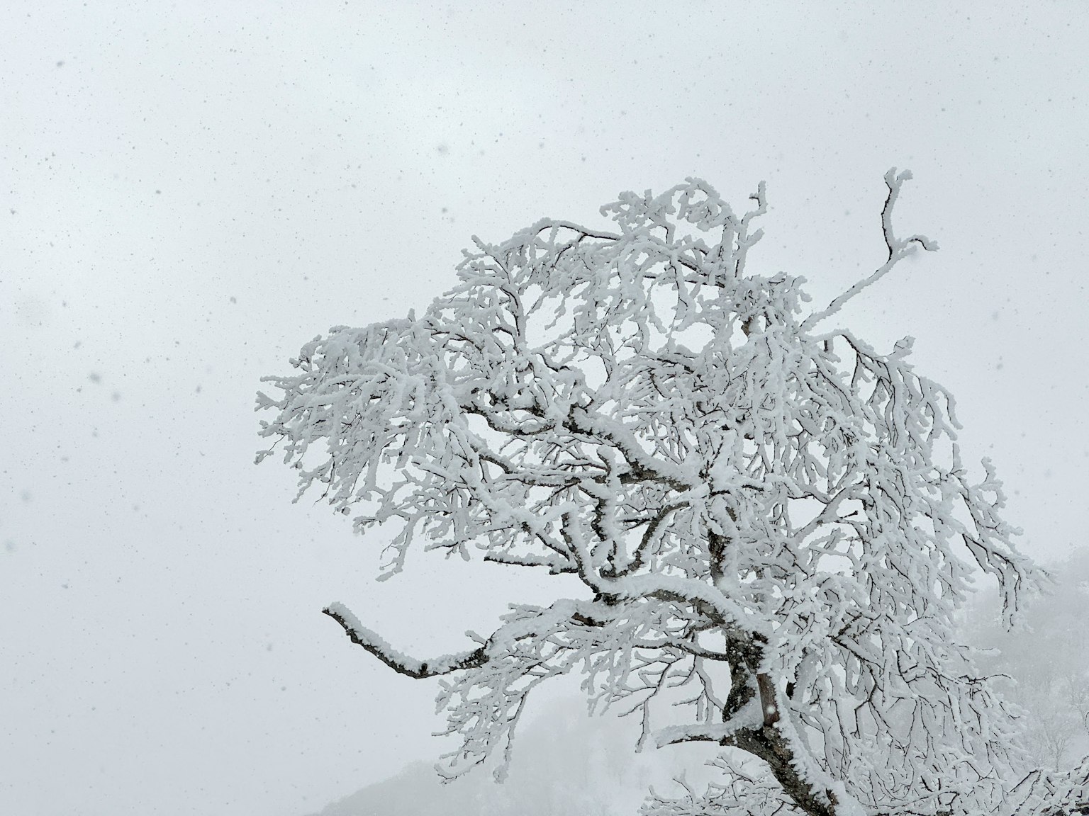 Ein schneebedeckter Ast hebt sich vor einem grauen Himmel ab
