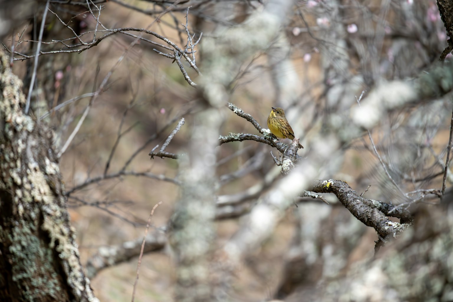 A small bird perched on a branch surrounded by tree trunks
