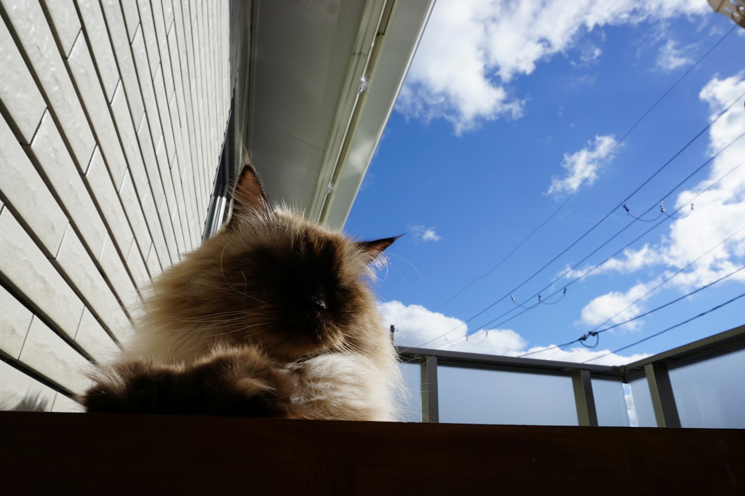 一只猫坐在阳台上，背景是蓝天和白云