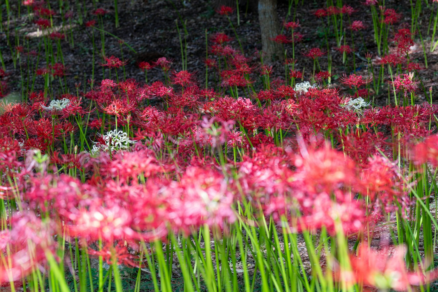 Campo vibrante de flores rojas en plena floración