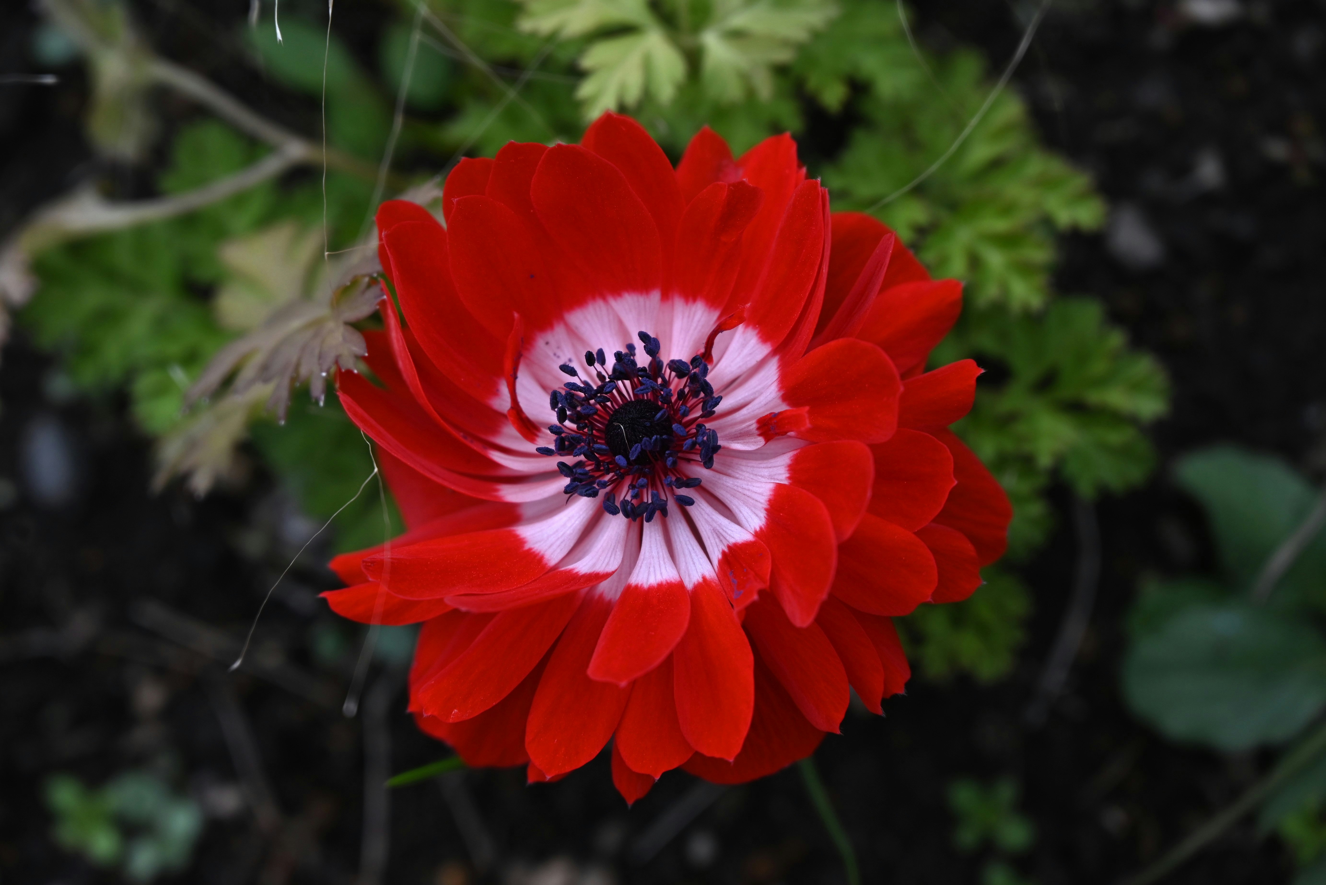 primer plano de una flor de anémona roja