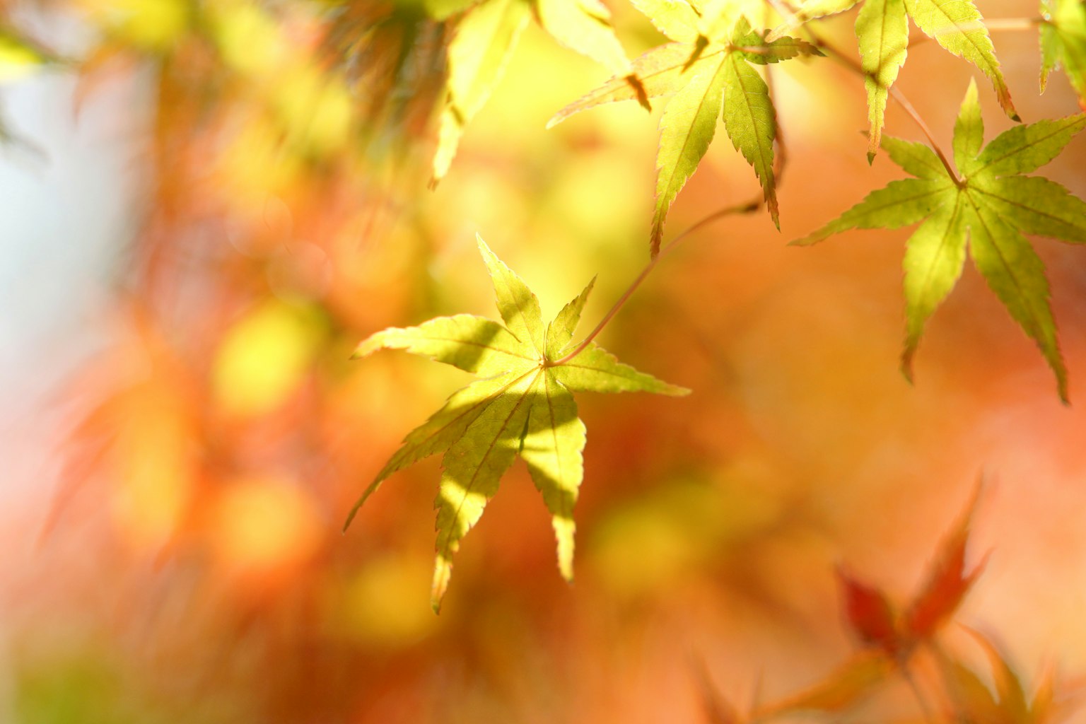 Vibrant green leaves against an orange background showcasing autumn scenery