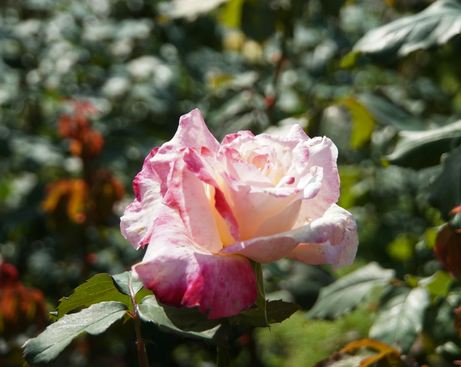 Una rosa con sfumature rosa e bianche circondata da foglie verdi