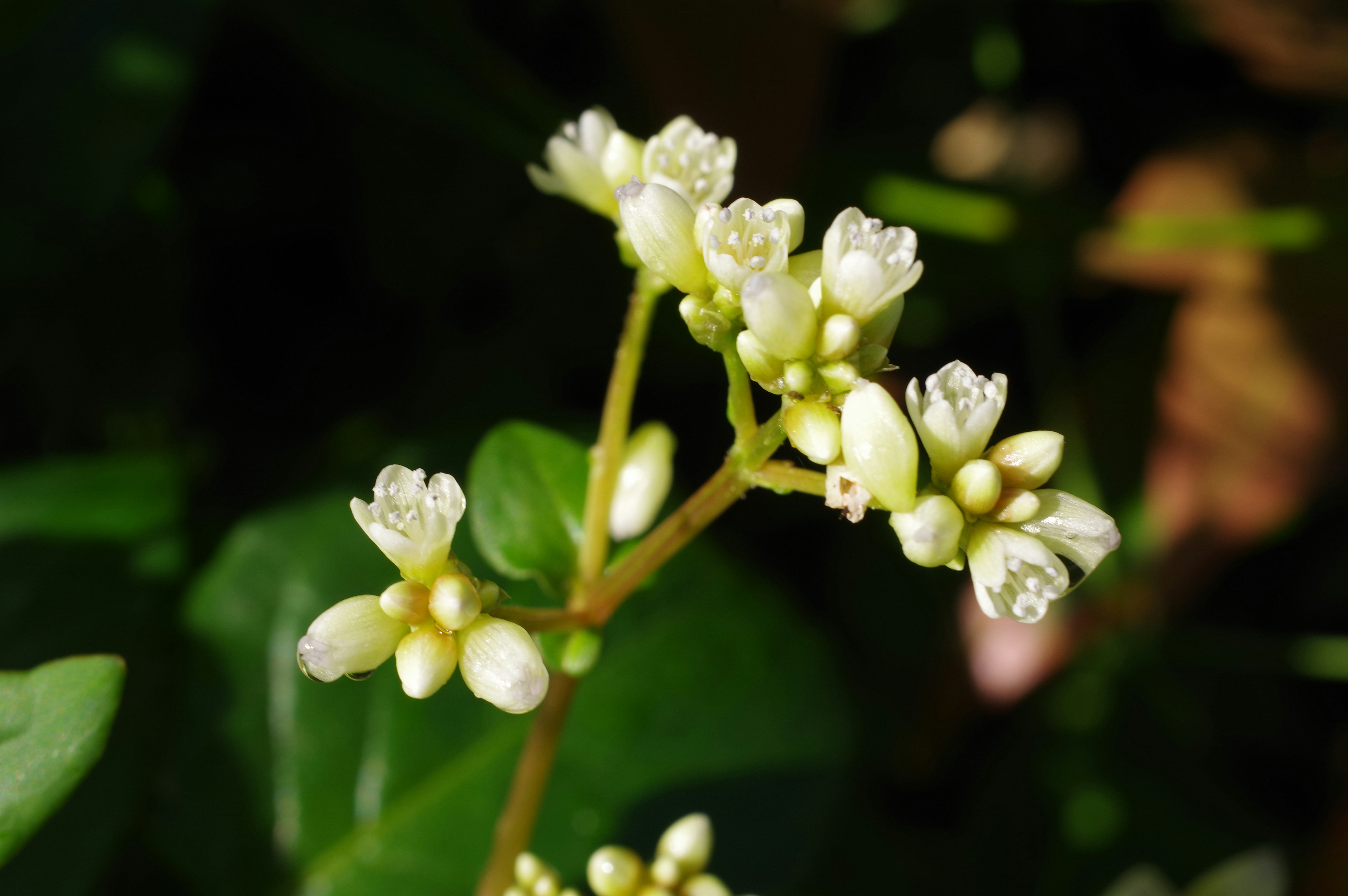 Nahaufnahme weißer Blüten auf grünen Blättern