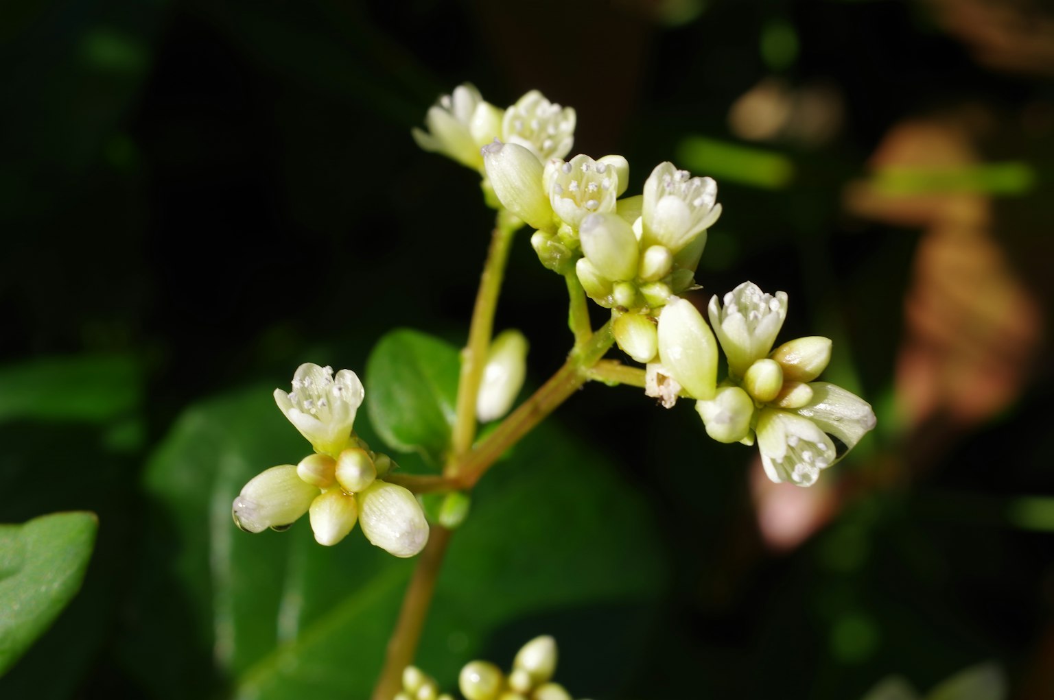 Primo piano di una pianta con piccoli fiori bianchi e foglie verdi