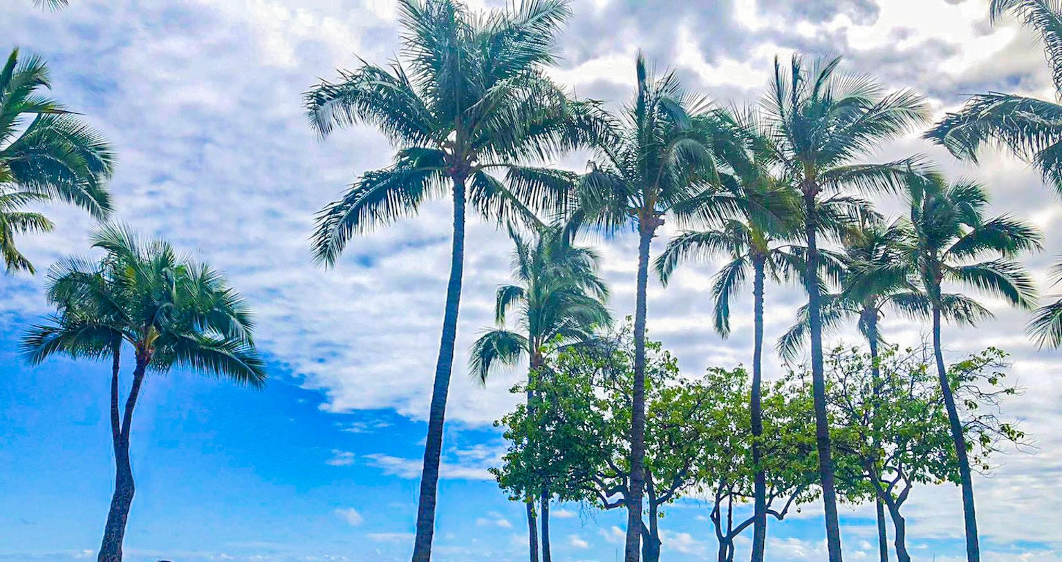 Palm trees under a blue sky with clouds