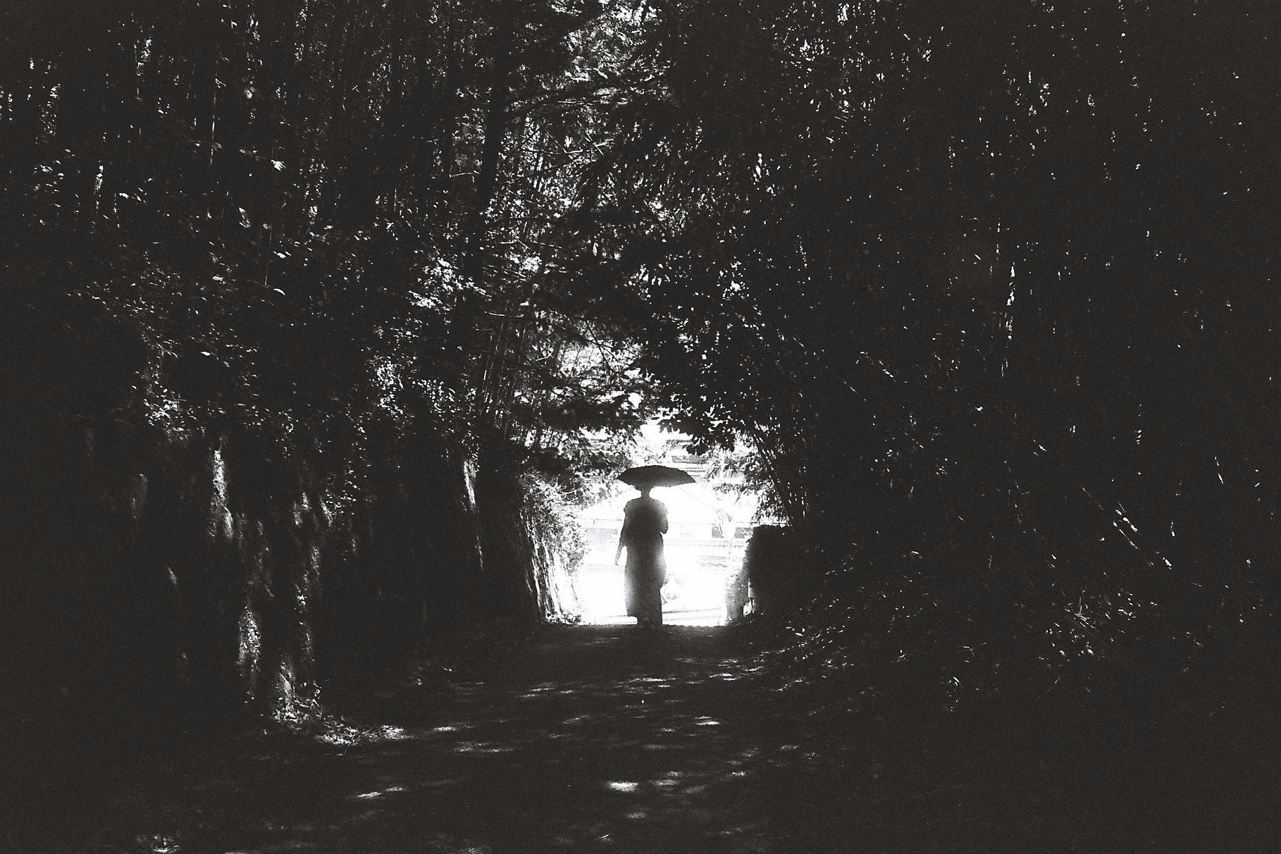 backlit light tunnel through trees in a sacred forest grove